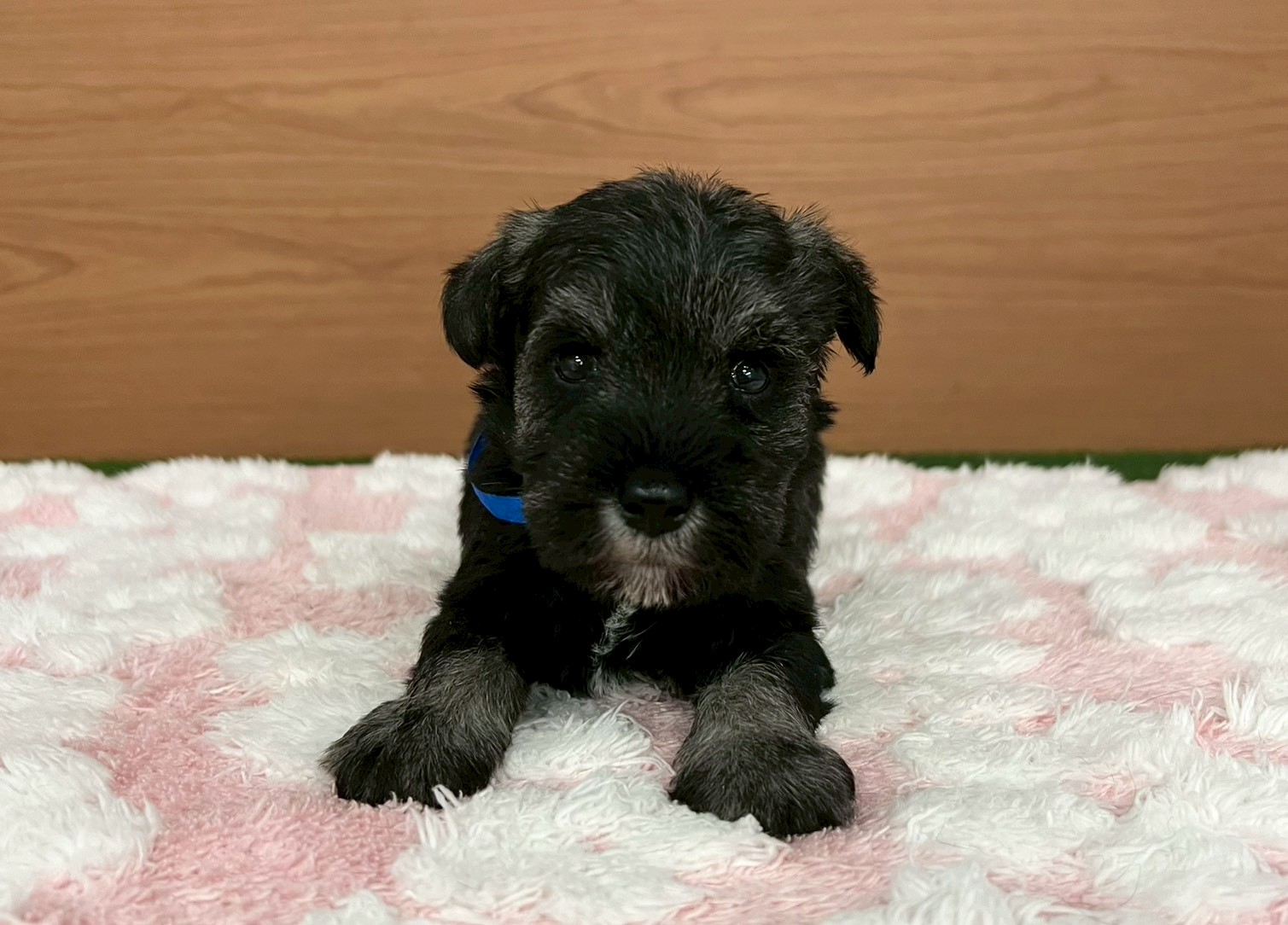 ミニチュア・シュナウザー