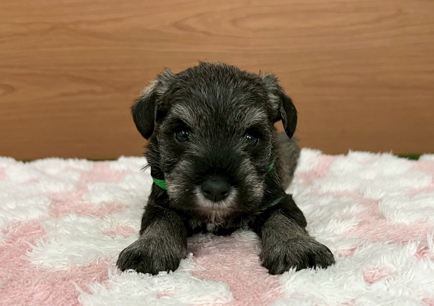 ミニチュア・シュナウザー