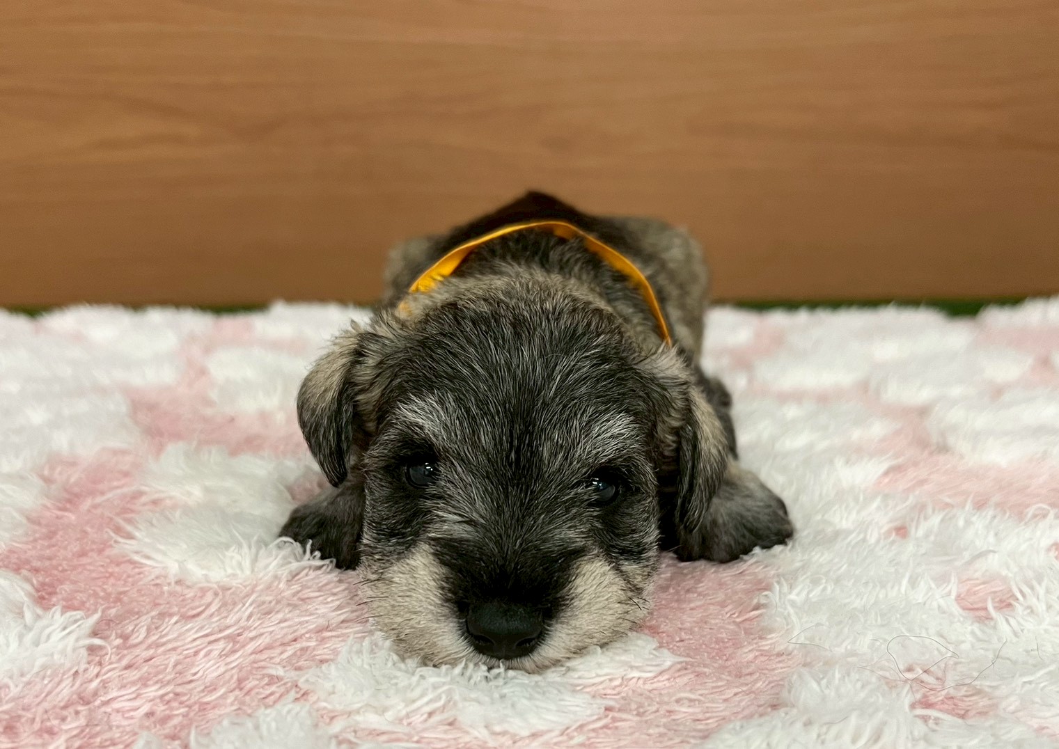 ミニチュア・シュナウザー