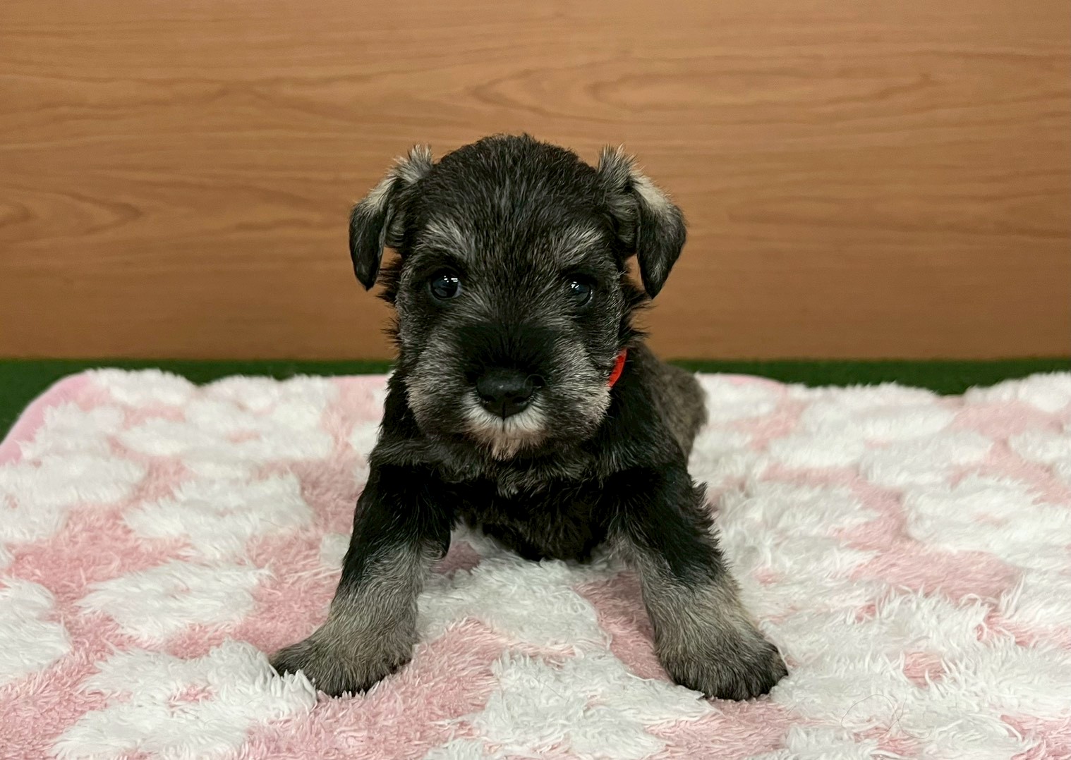 ミニチュア・シュナウザー