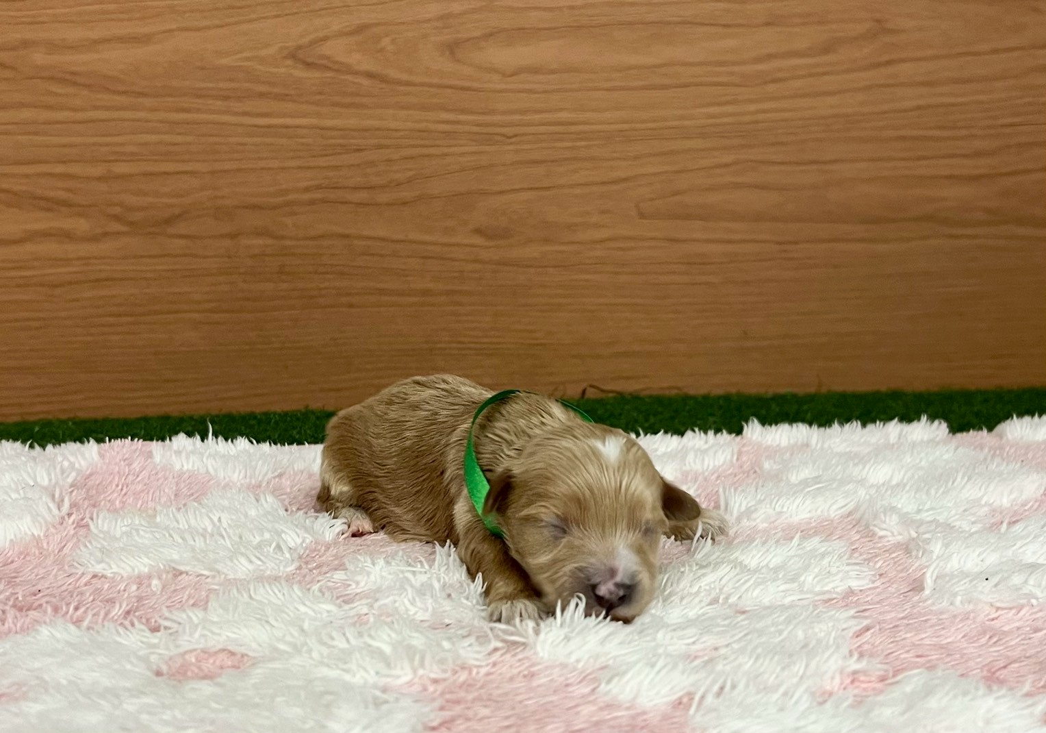 赤ちゃん写真1-1