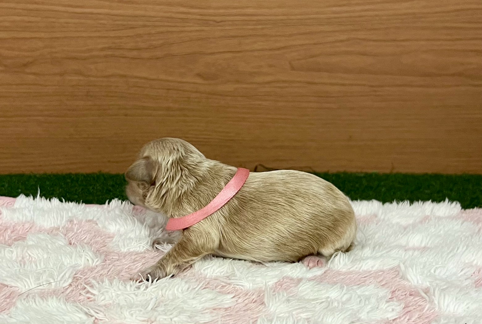赤ちゃん写真1-2