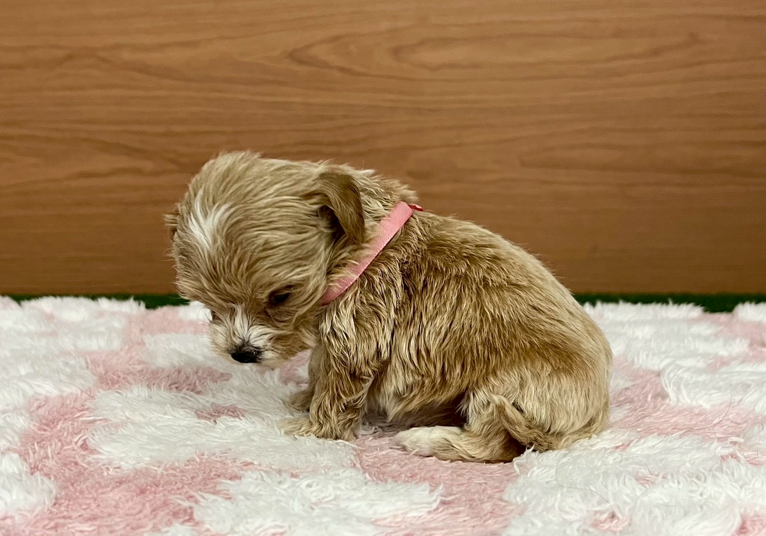 赤ちゃん写真2-2