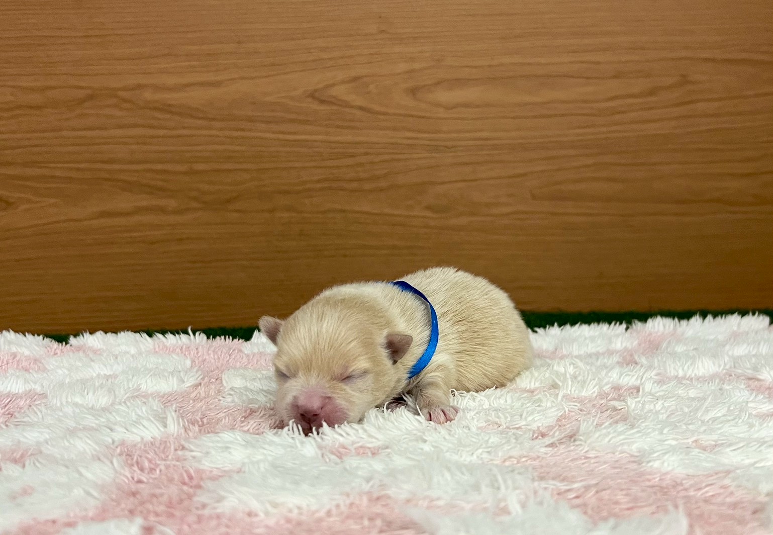 赤ちゃん写真1-1