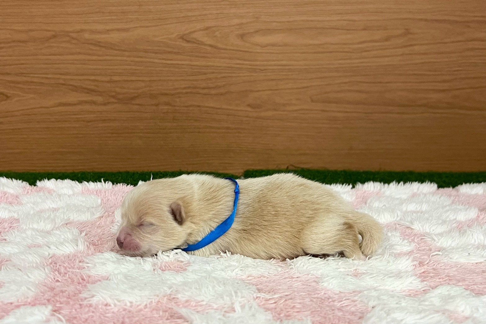 赤ちゃん写真1-2