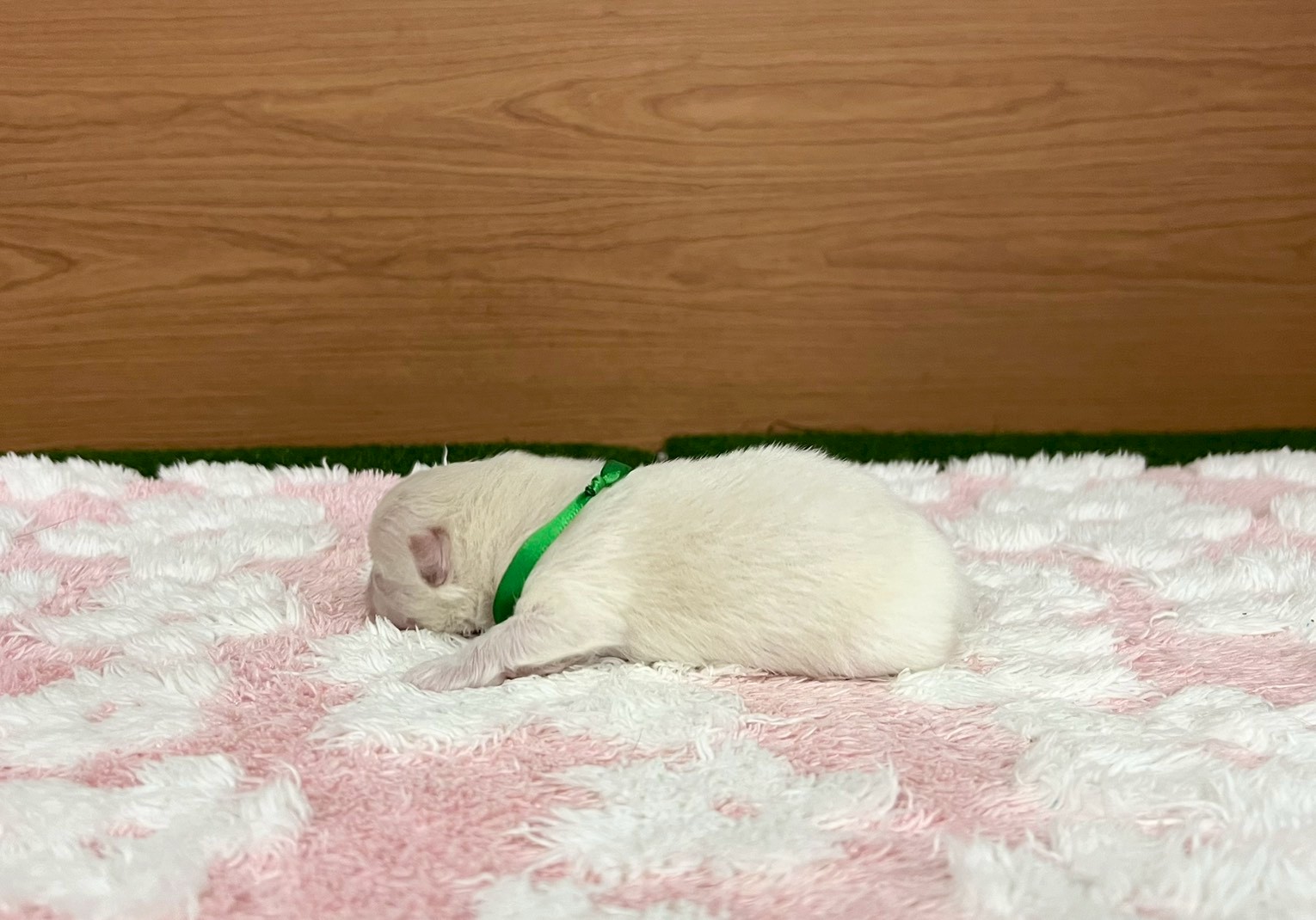 赤ちゃん写真1-2