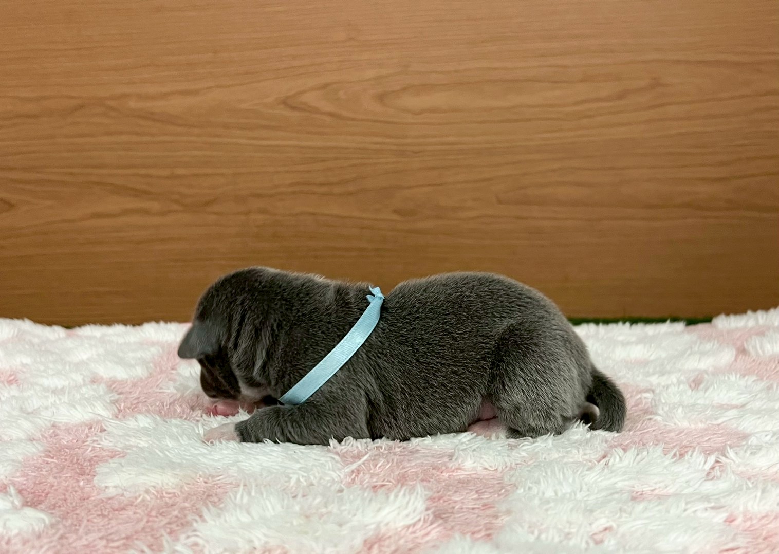 赤ちゃん写真1-2