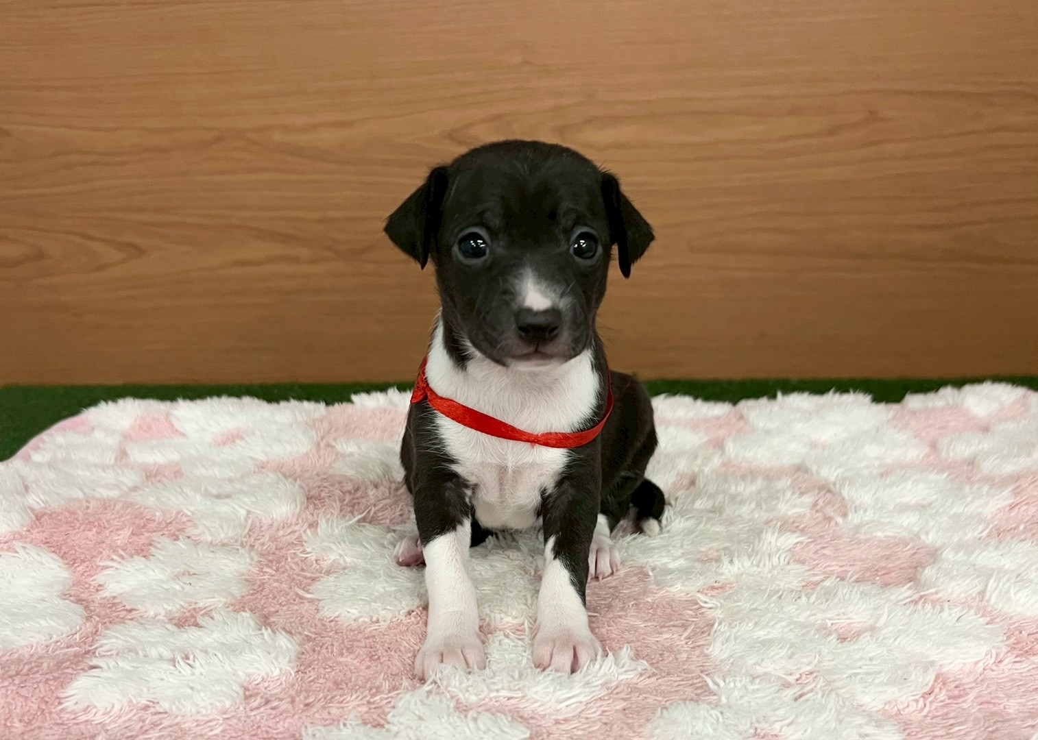 イタリアングレーハウンド