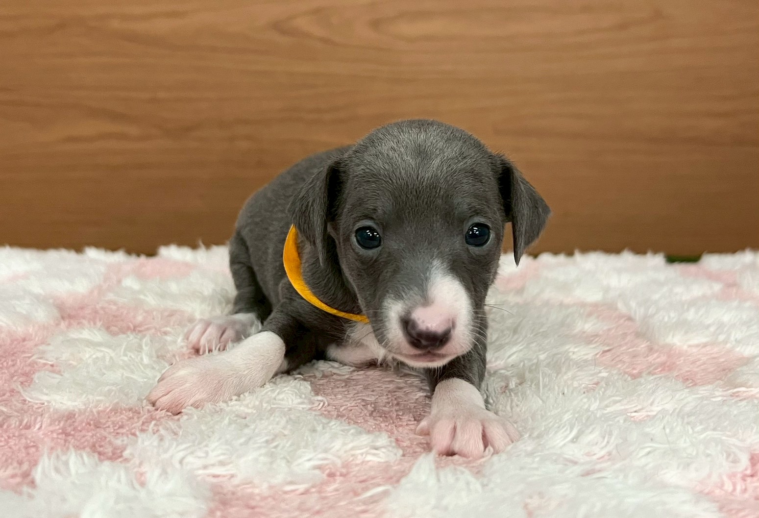 イタリアングレーハウンド