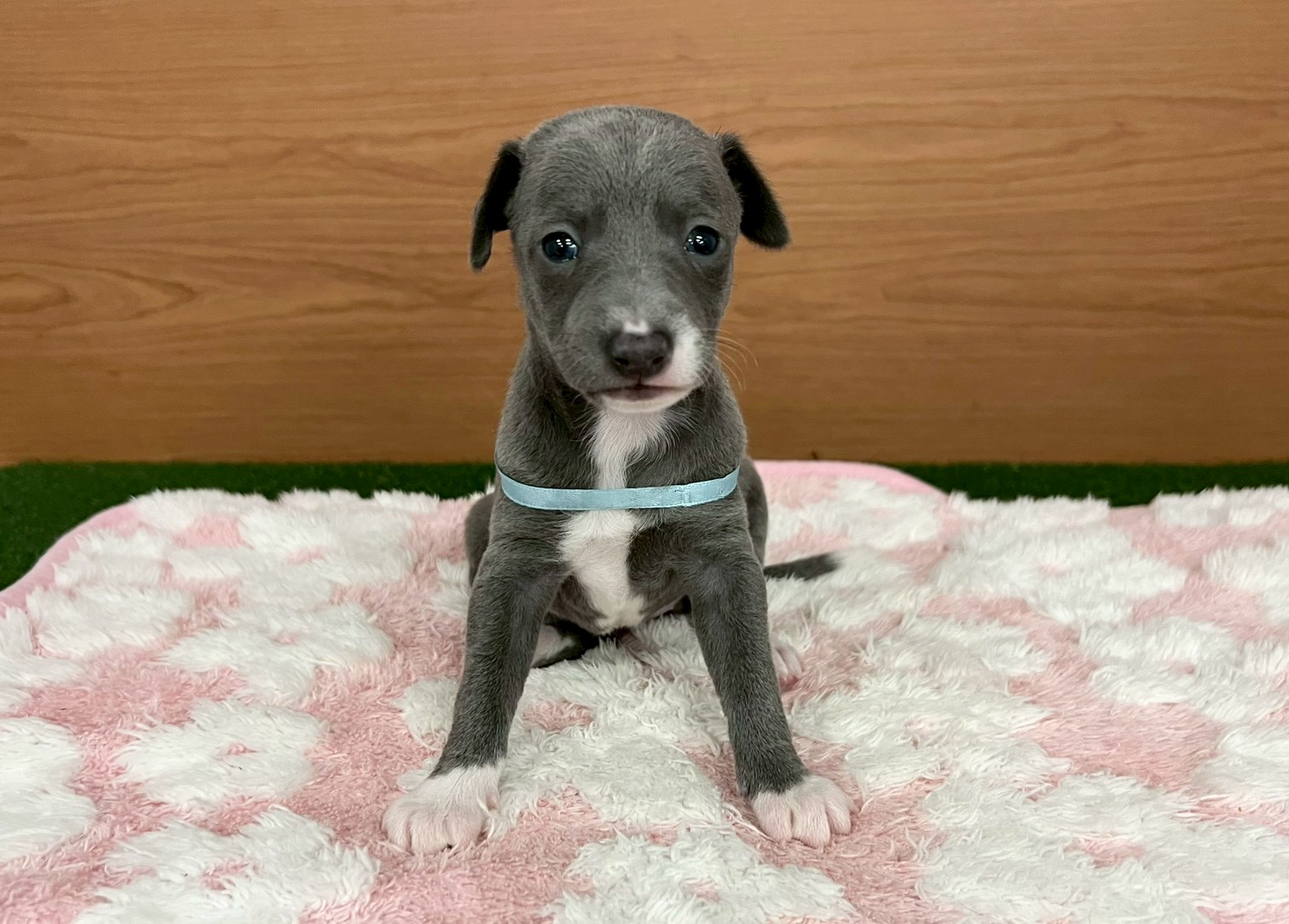 イタリアングレーハウンド