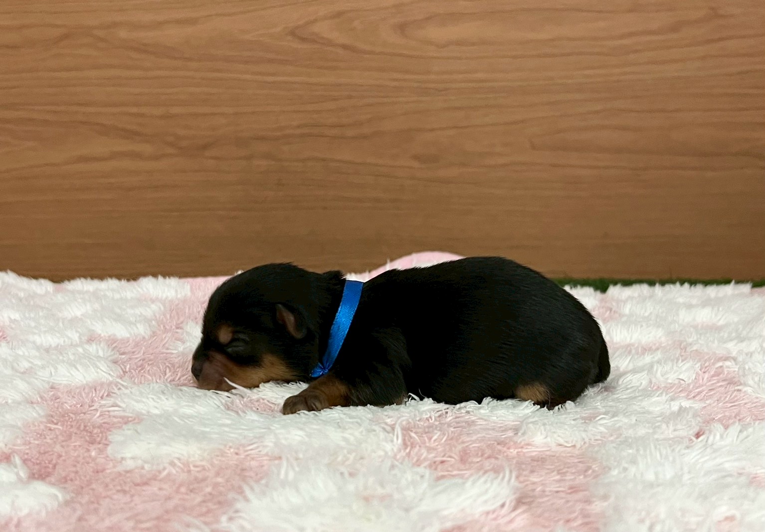 赤ちゃん写真1-2