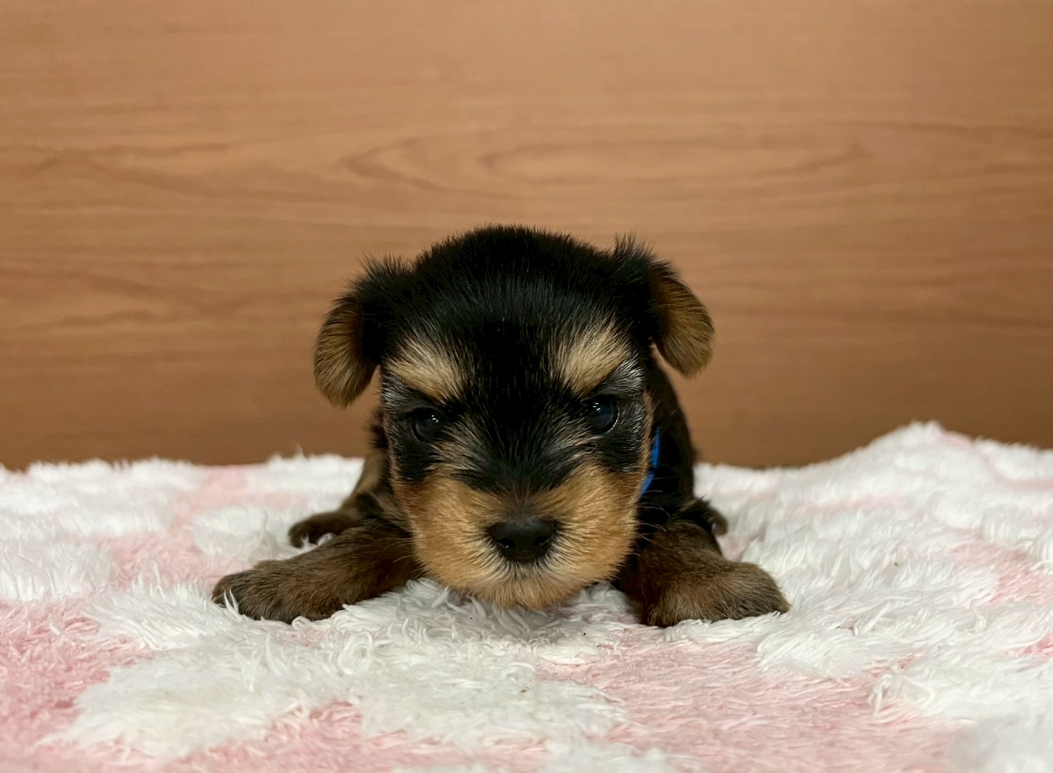 ヨークシャーテリア