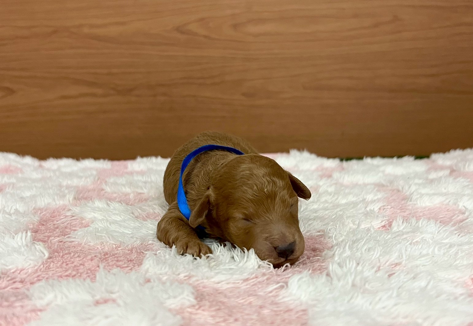 トイ・プードル