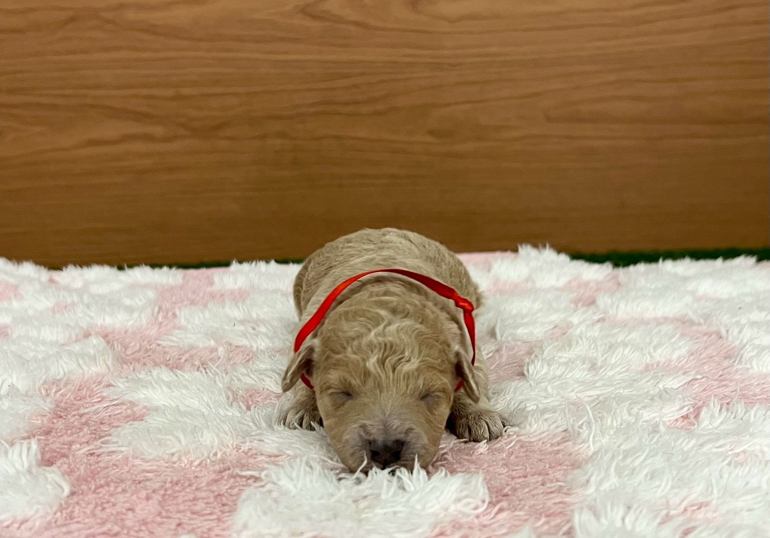 トイ・プードル