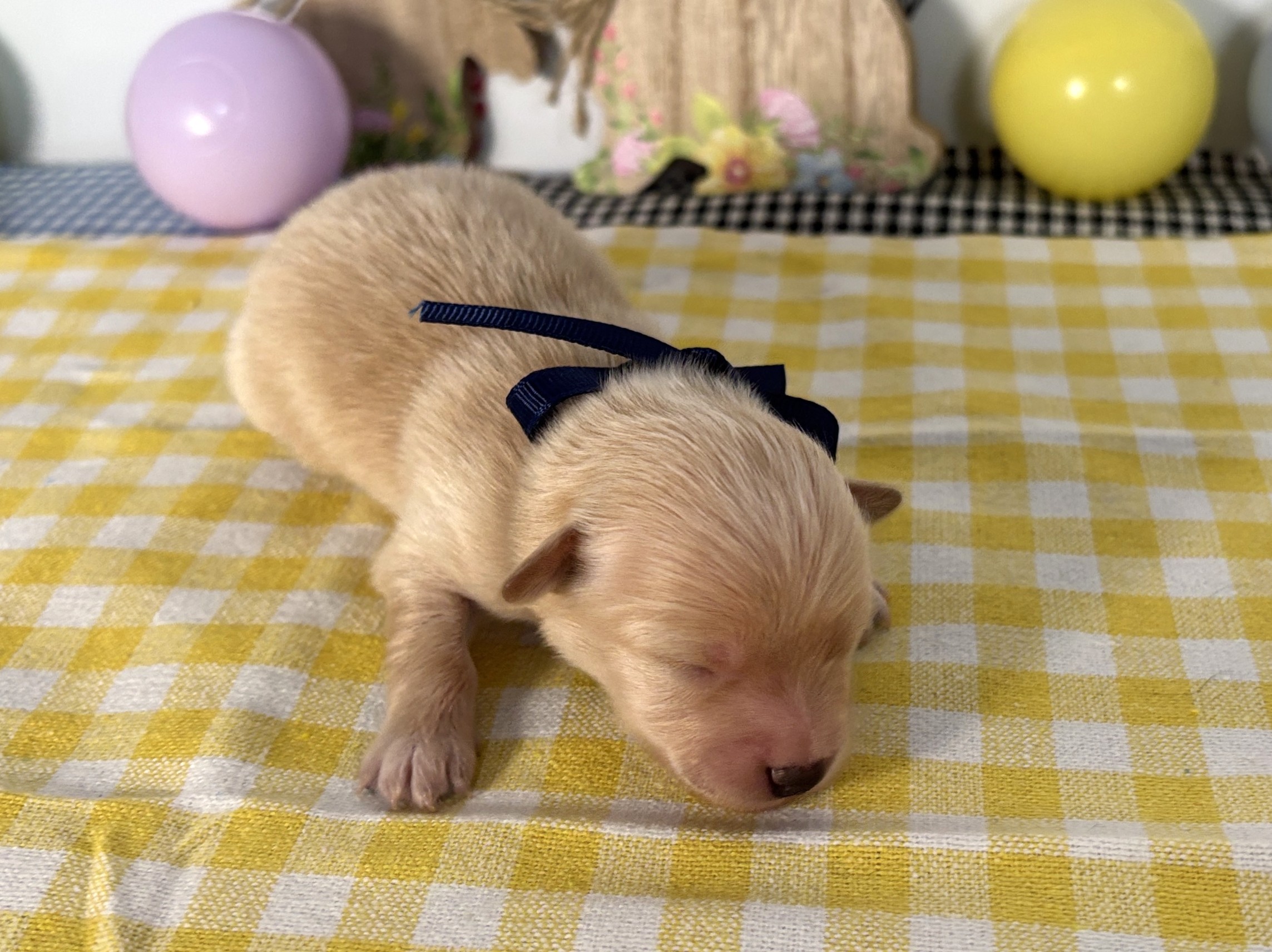 赤ちゃん写真1-1