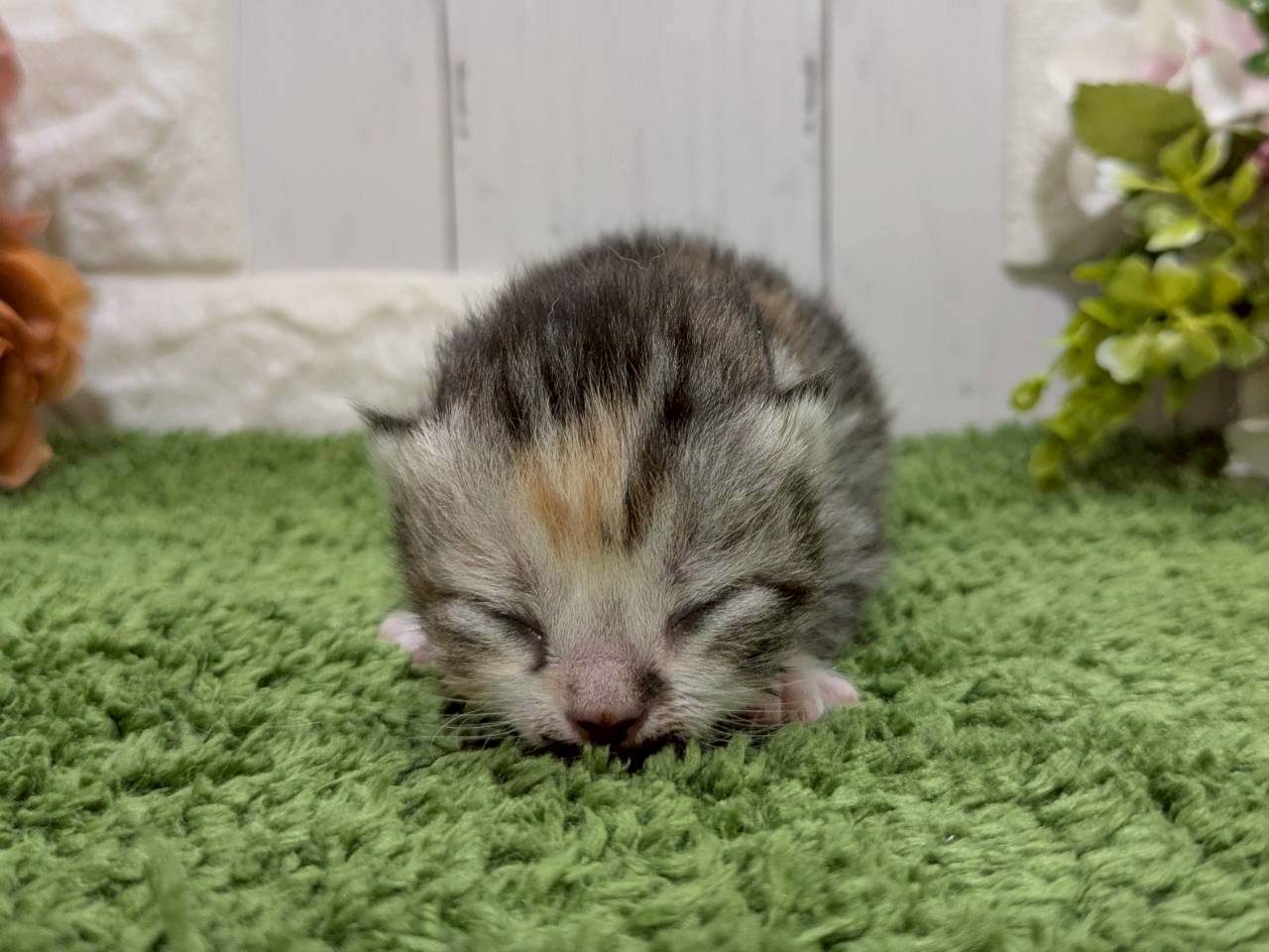 スコティッシュフォールド