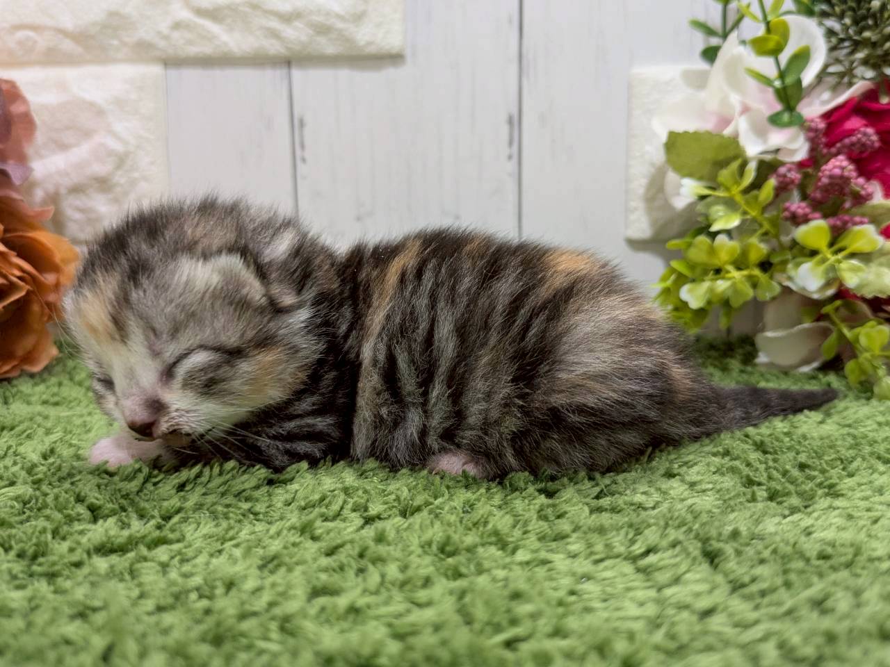 赤ちゃん写真1-2