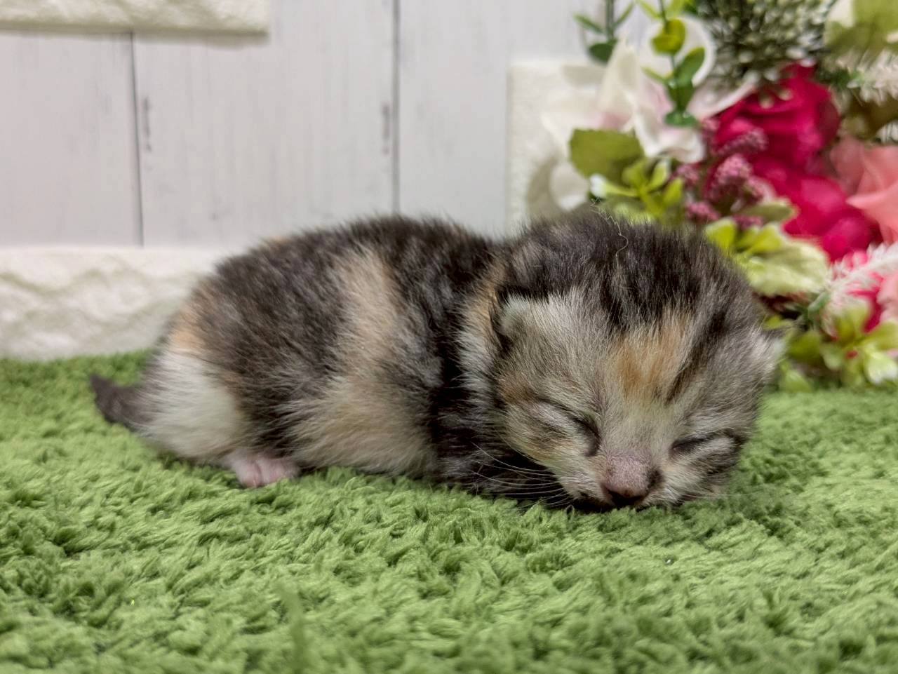赤ちゃん写真1-3