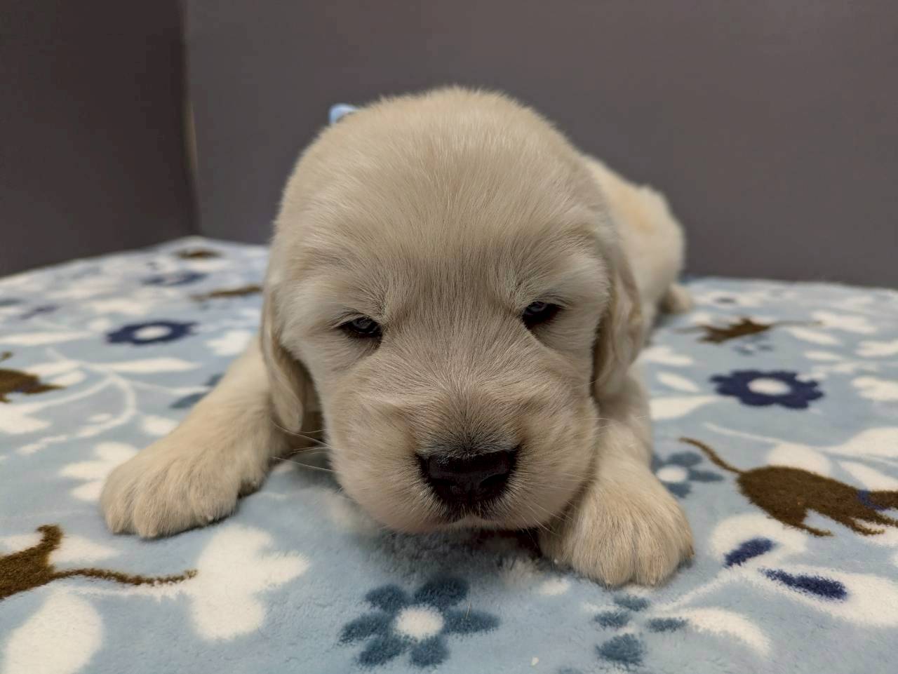 ゴールデン・レトリバー