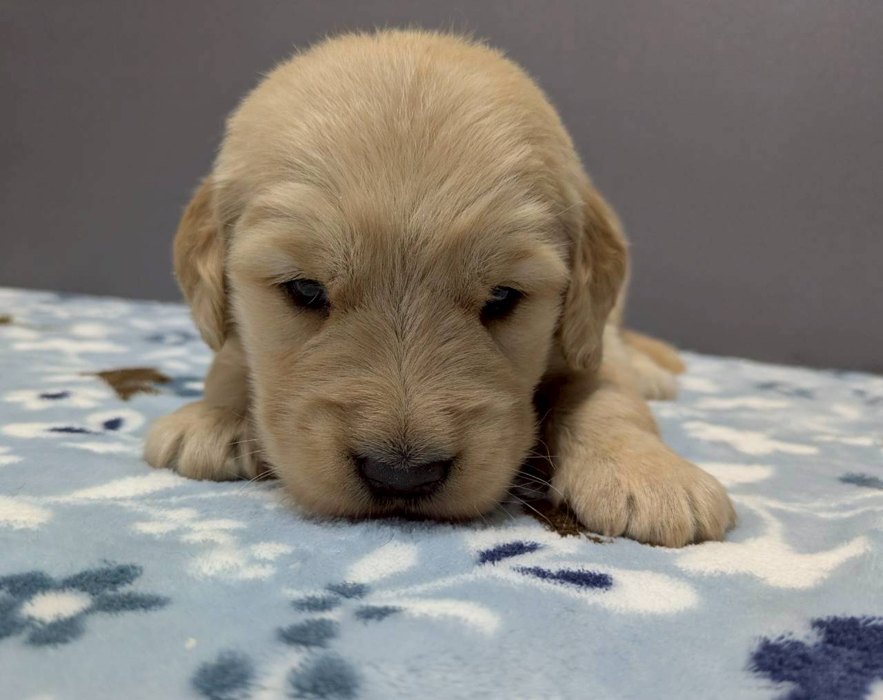 ゴールデン・レトリバー