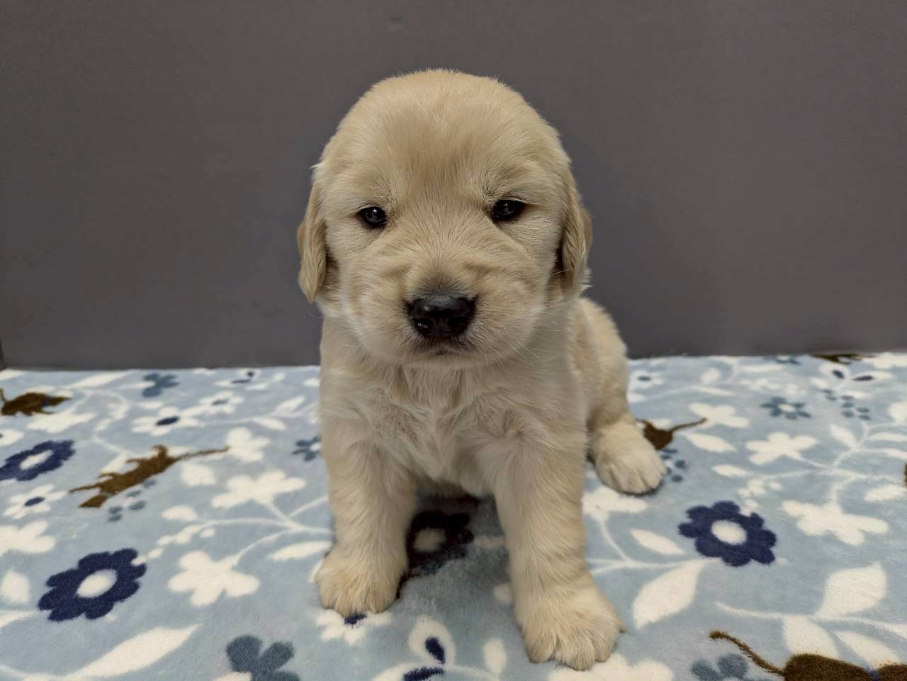 ゴールデン・レトリバー