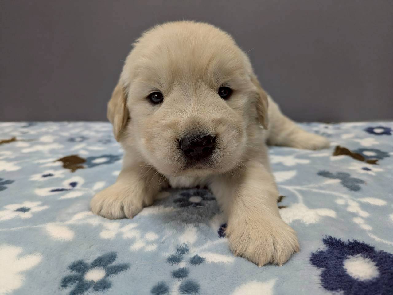 ゴールデン・レトリバー