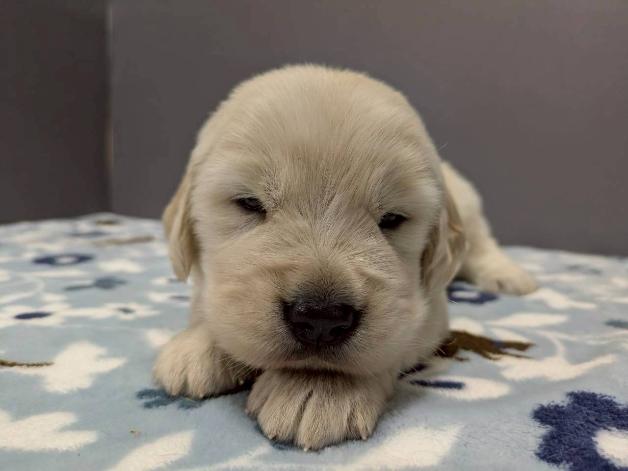 ゴールデン・レトリバー