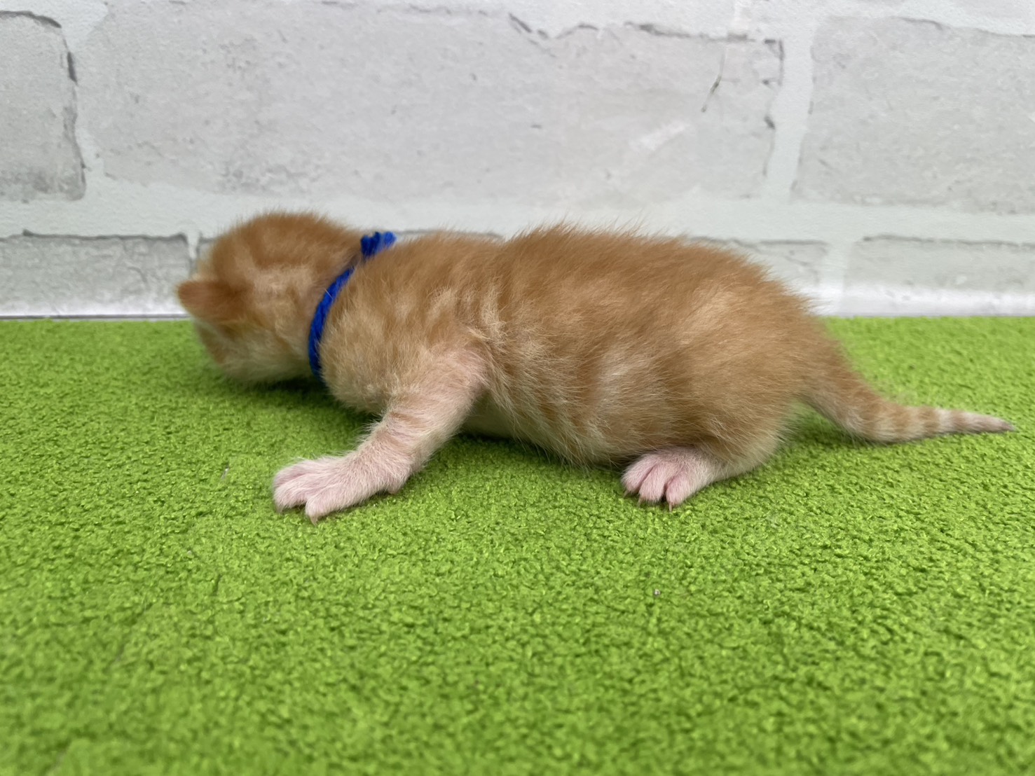 赤ちゃん写真1-2