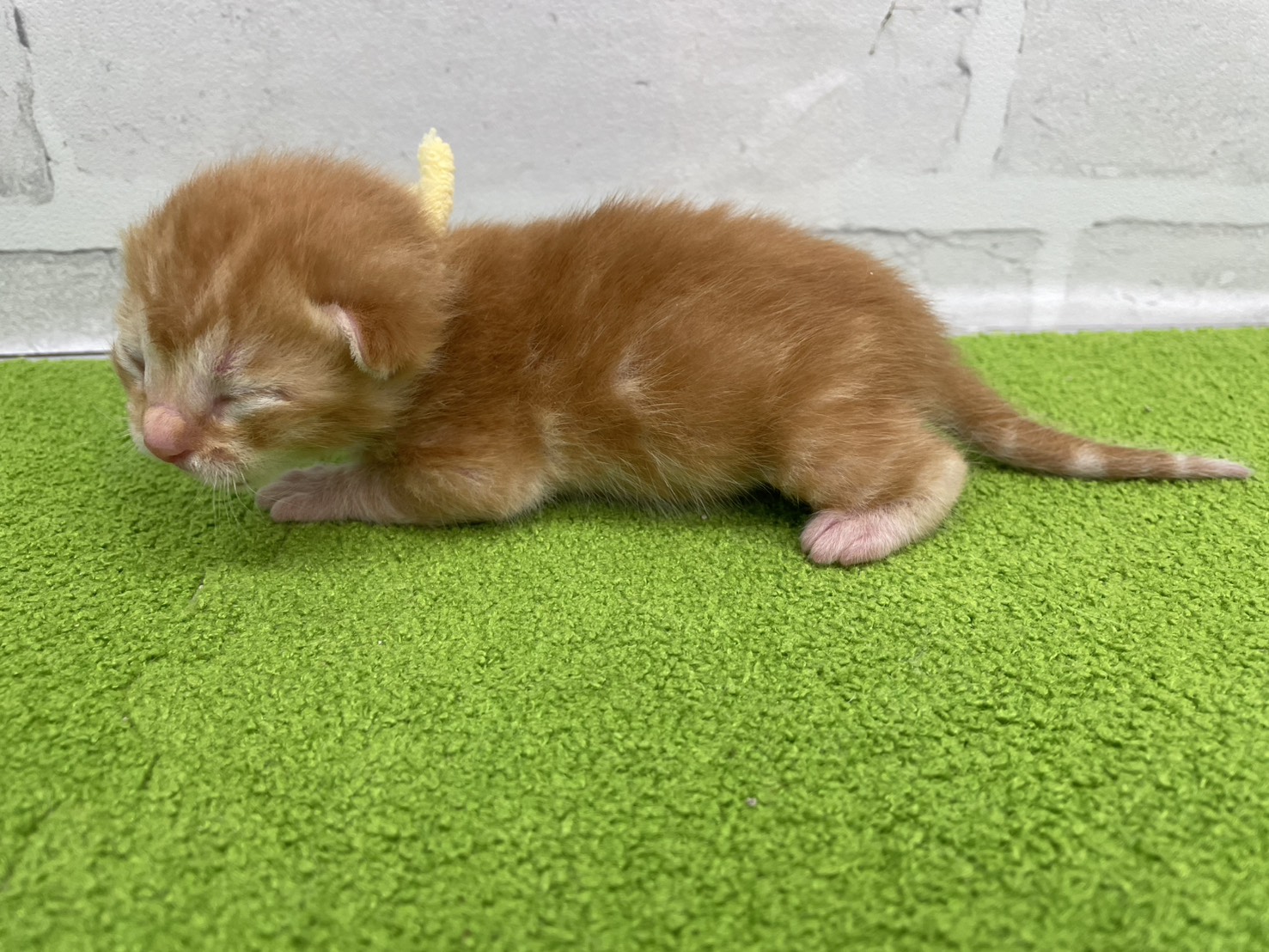 赤ちゃん写真1-2
