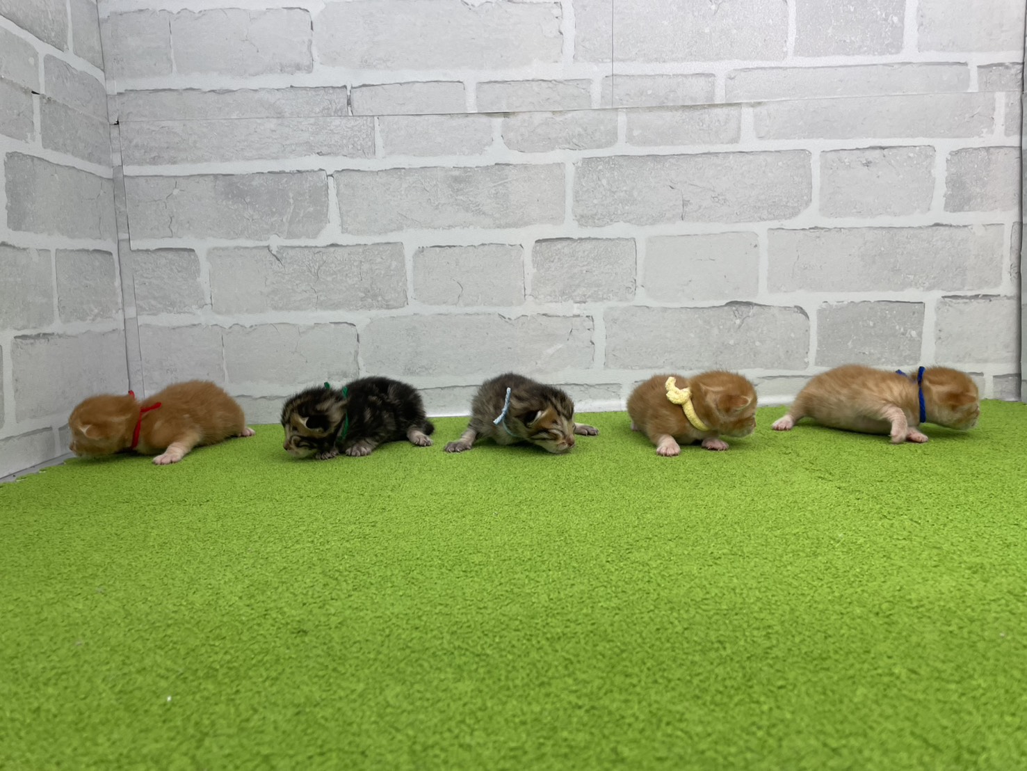 赤ちゃん写真1-3