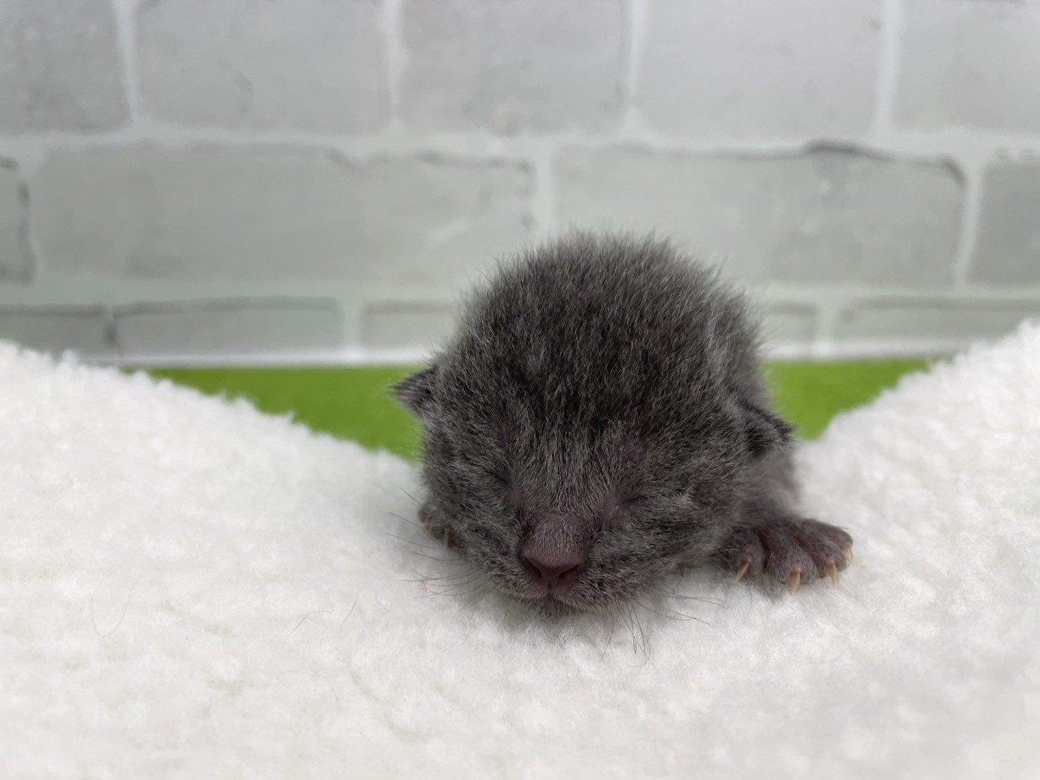 ロシアンブルー