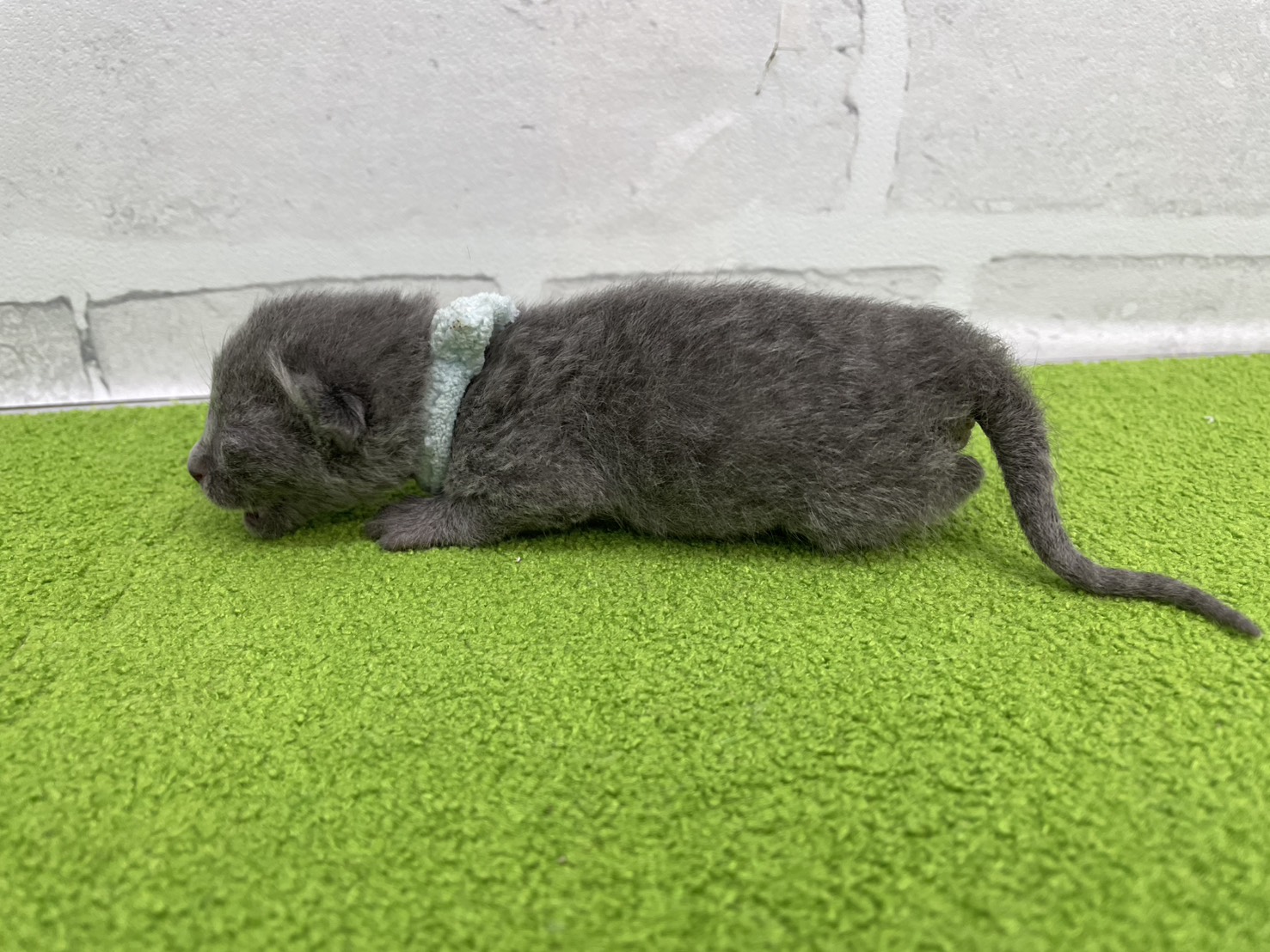 赤ちゃん写真1-2