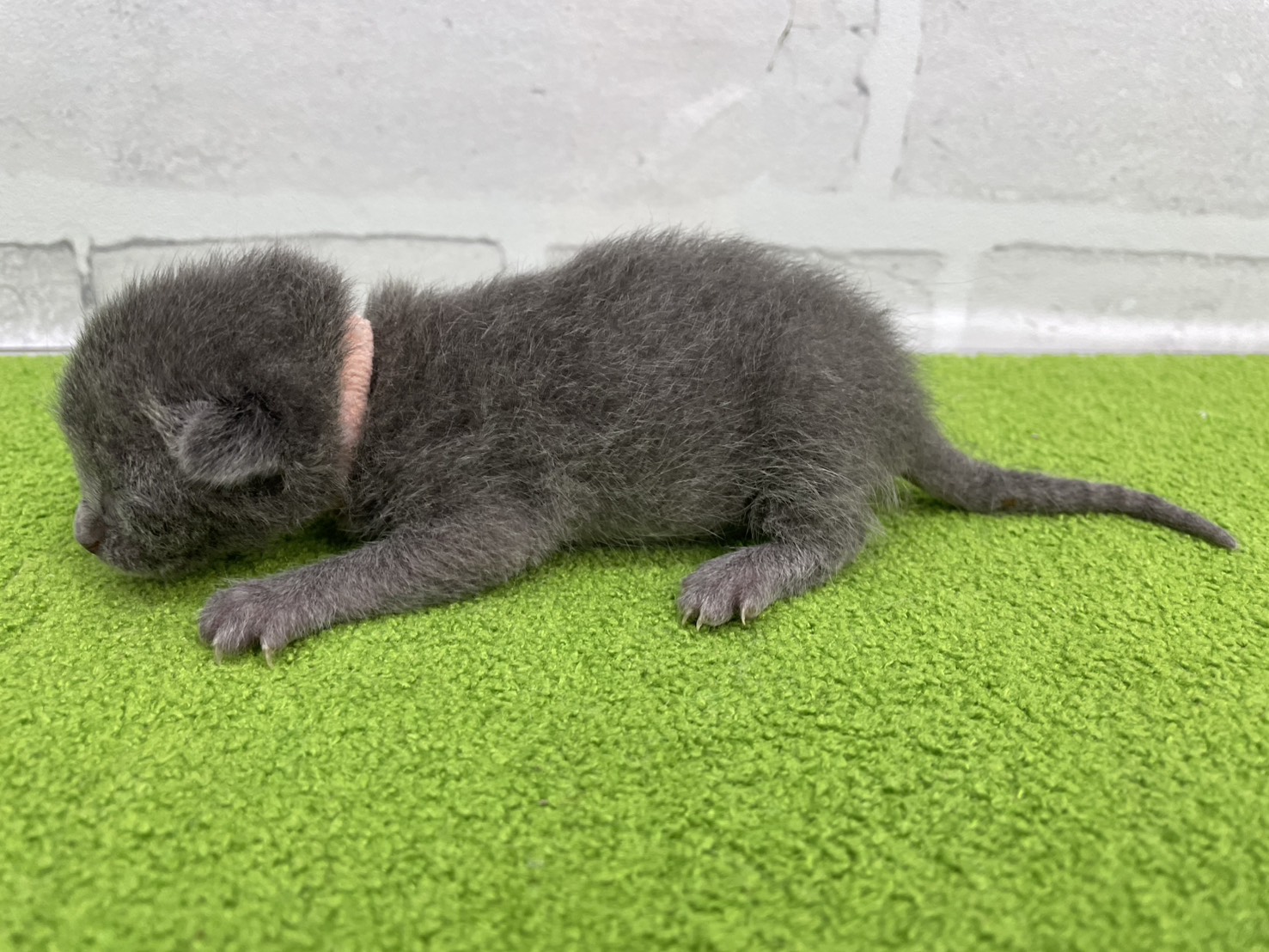 赤ちゃん写真1-2