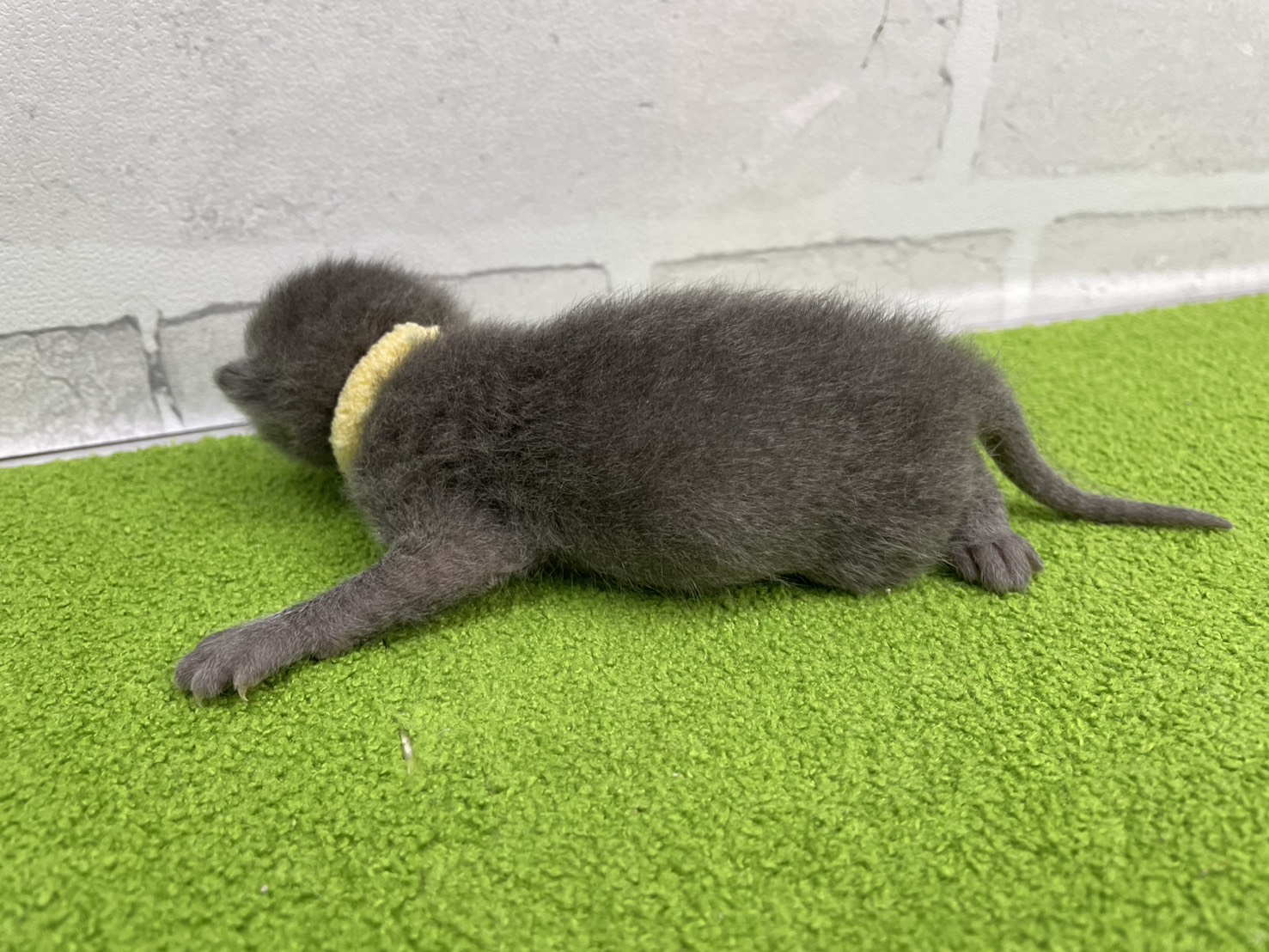 赤ちゃん写真1-2
