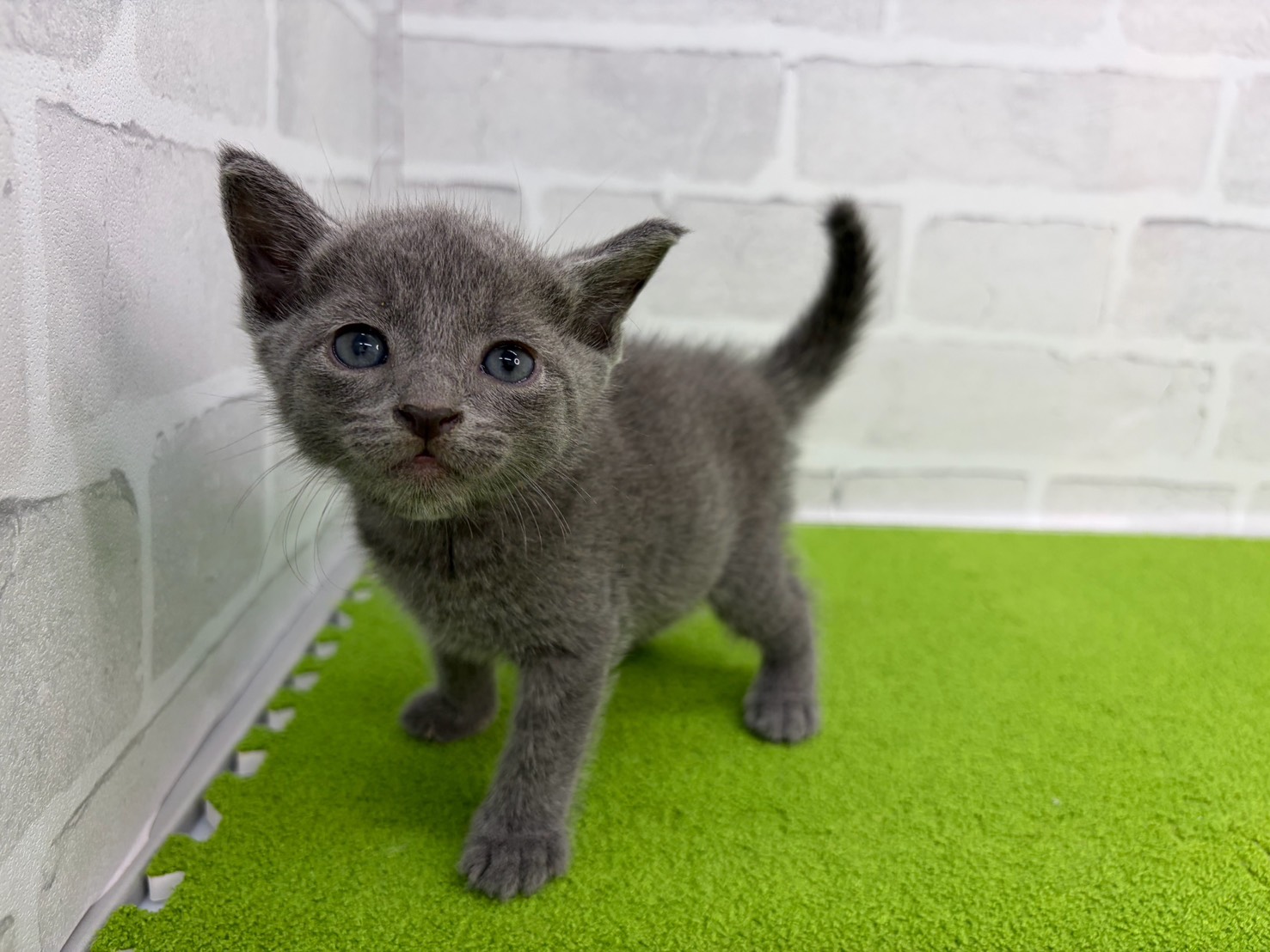 ロシアンブルー