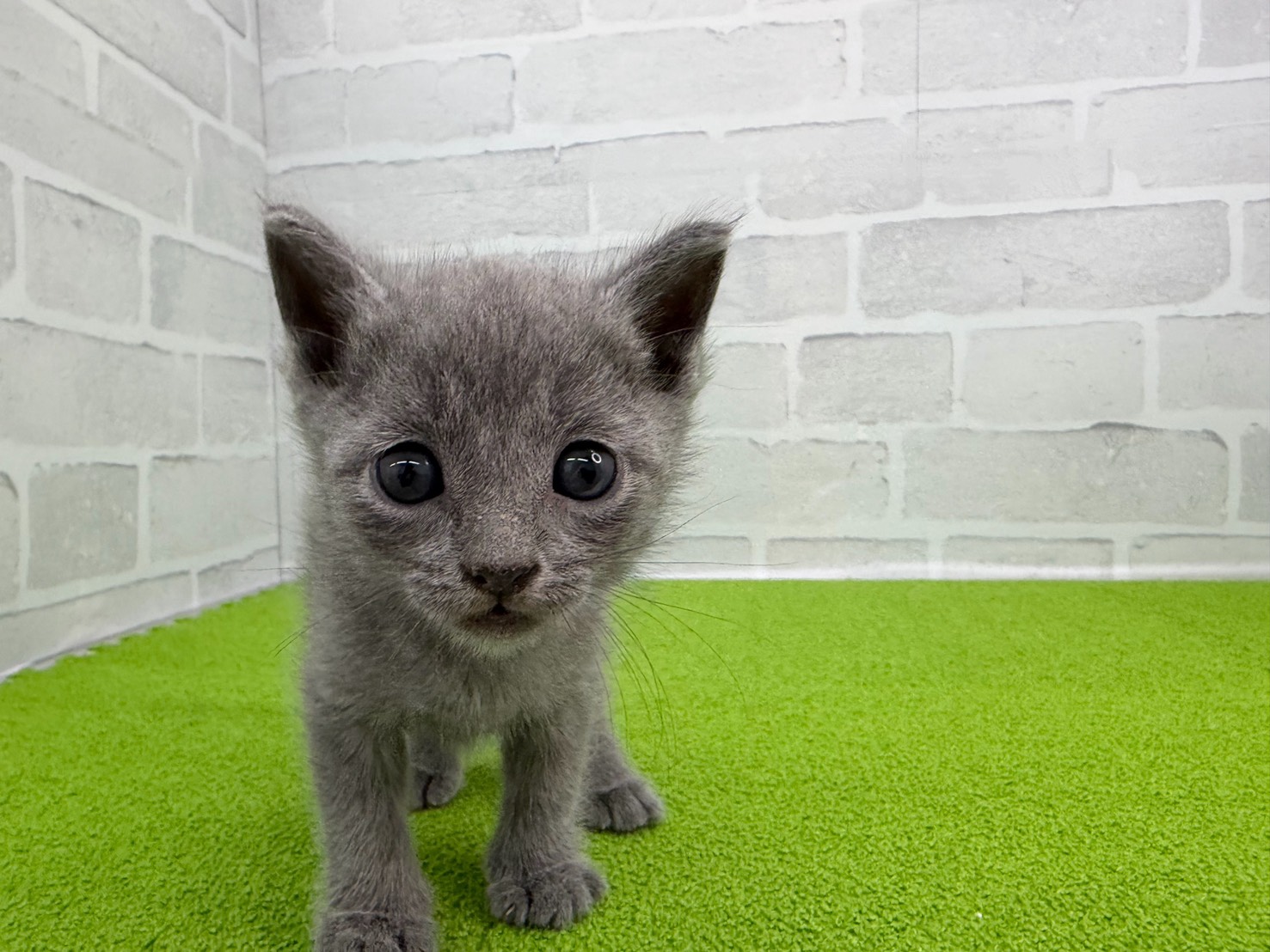 ロシアンブルー