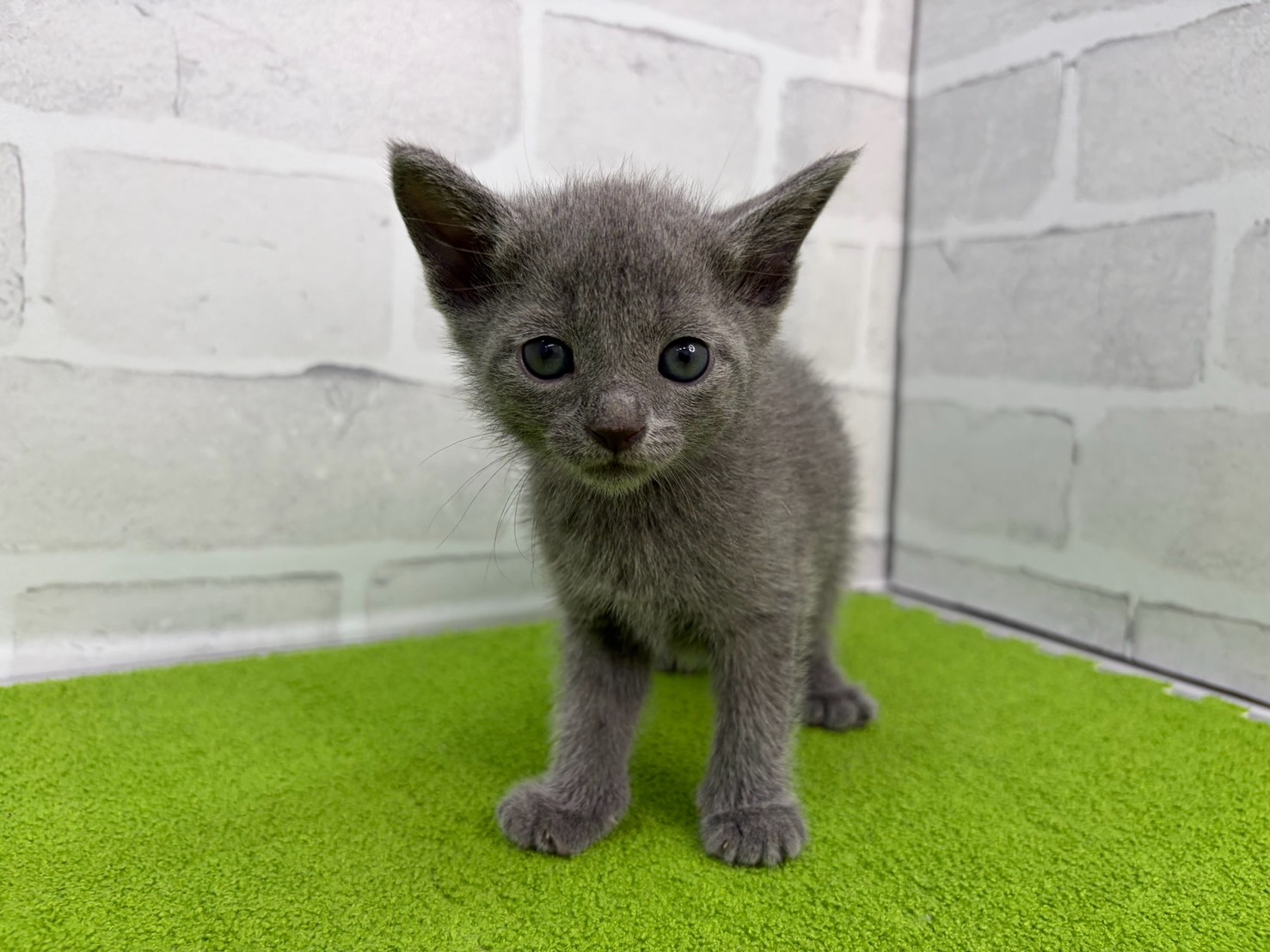 ロシアンブルー