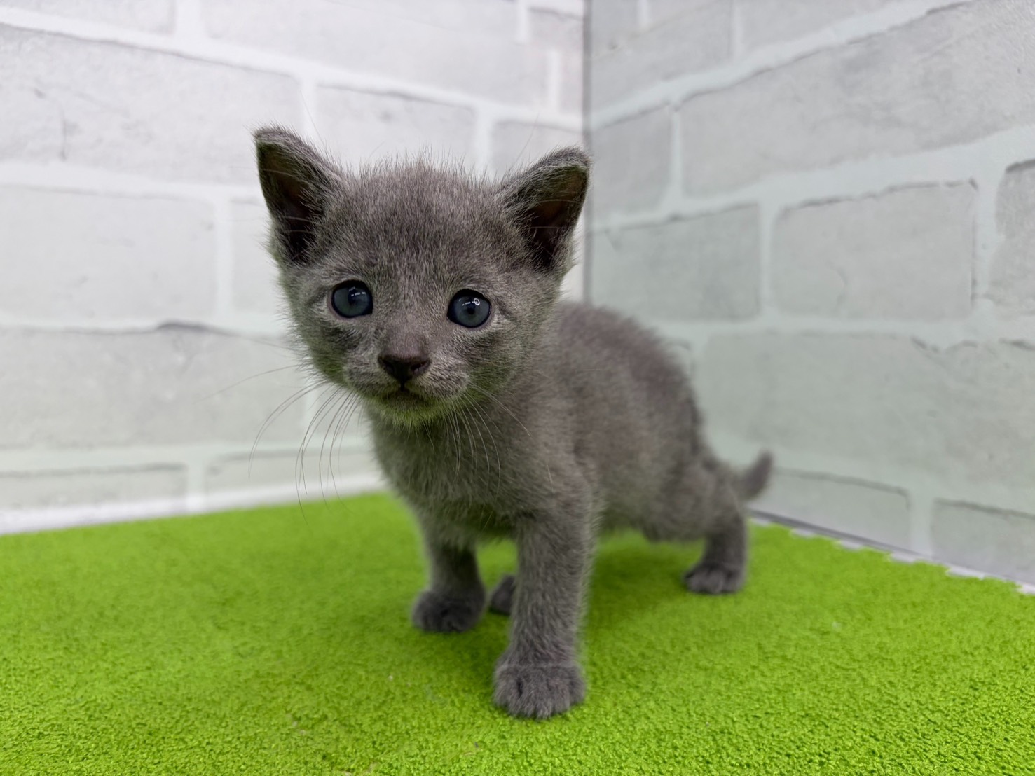 ロシアンブルー