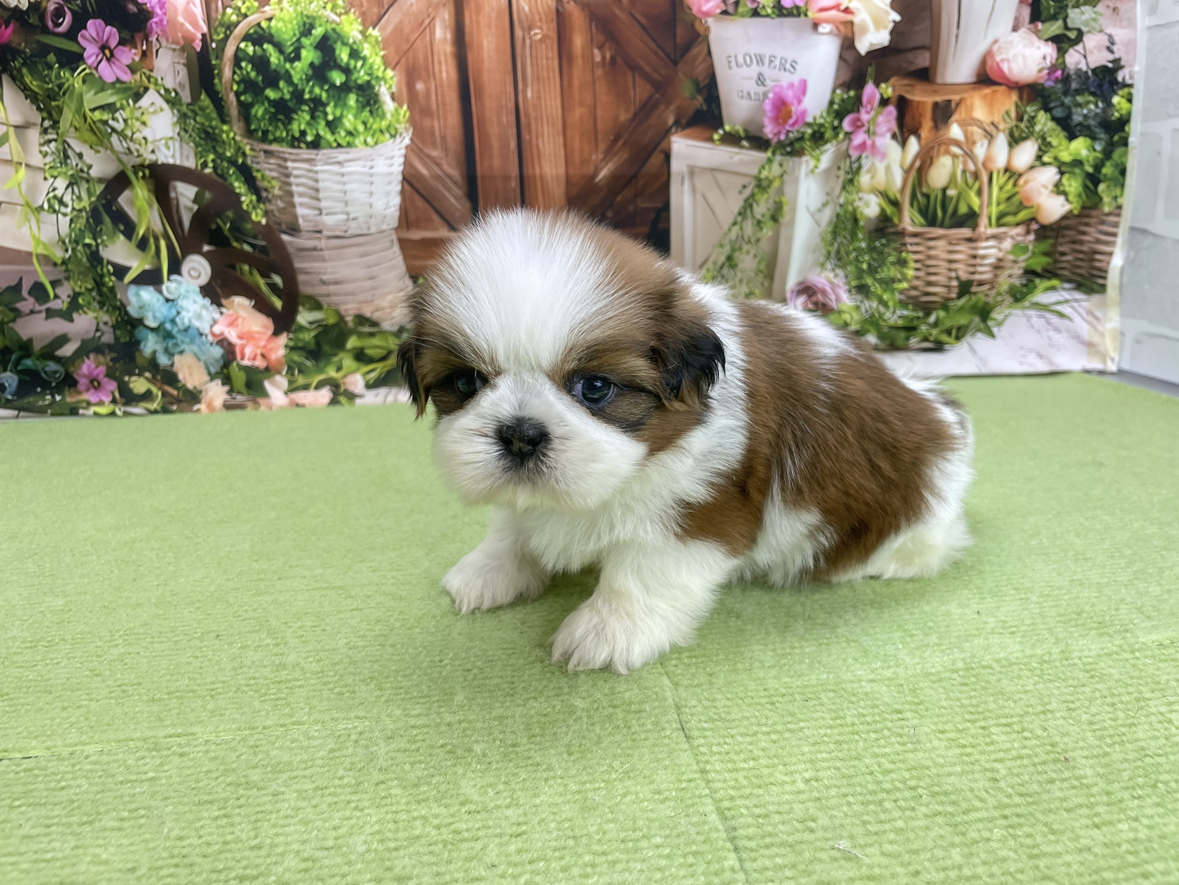 赤ちゃん写真2-2