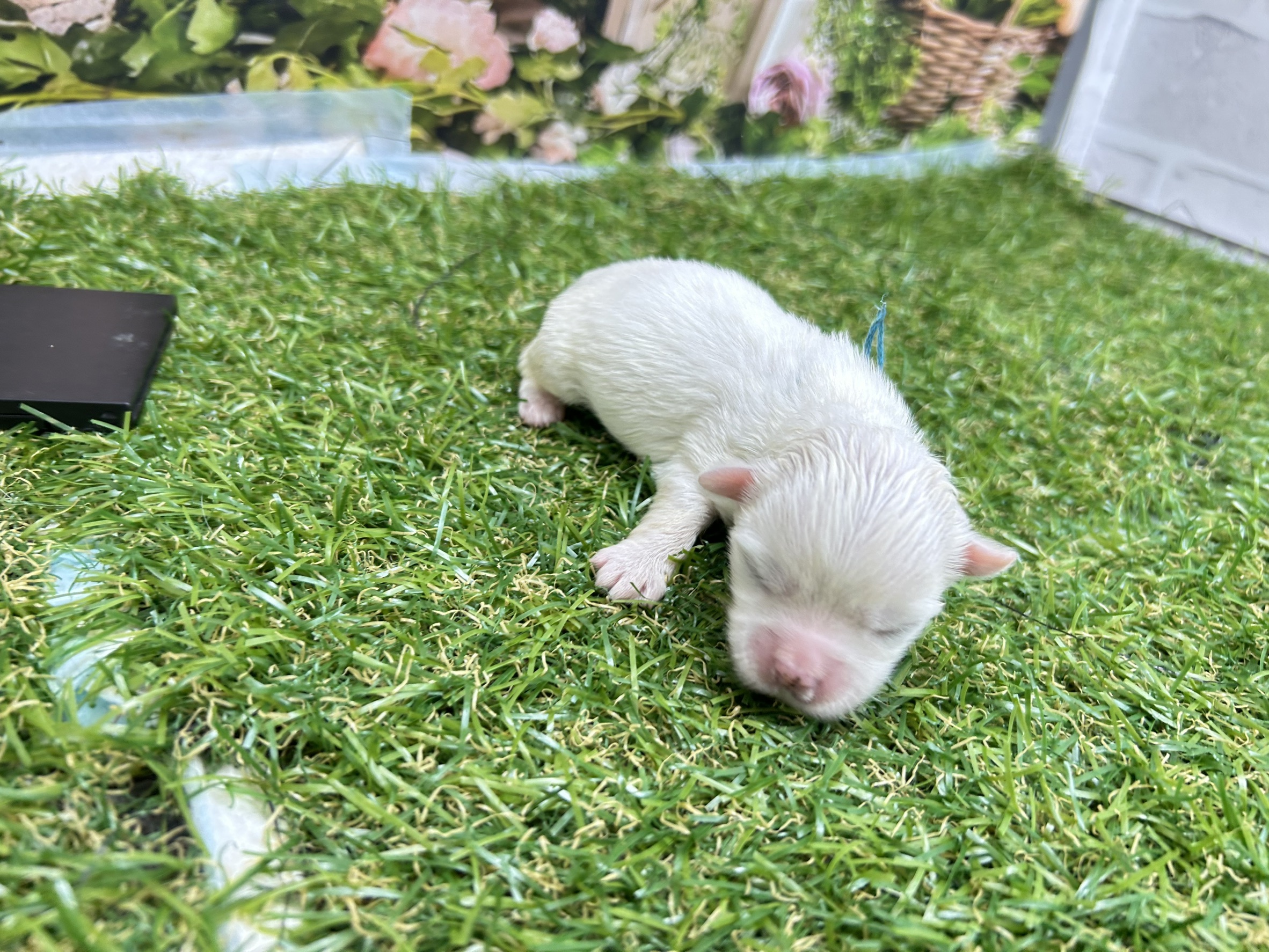 赤ちゃん写真1-2