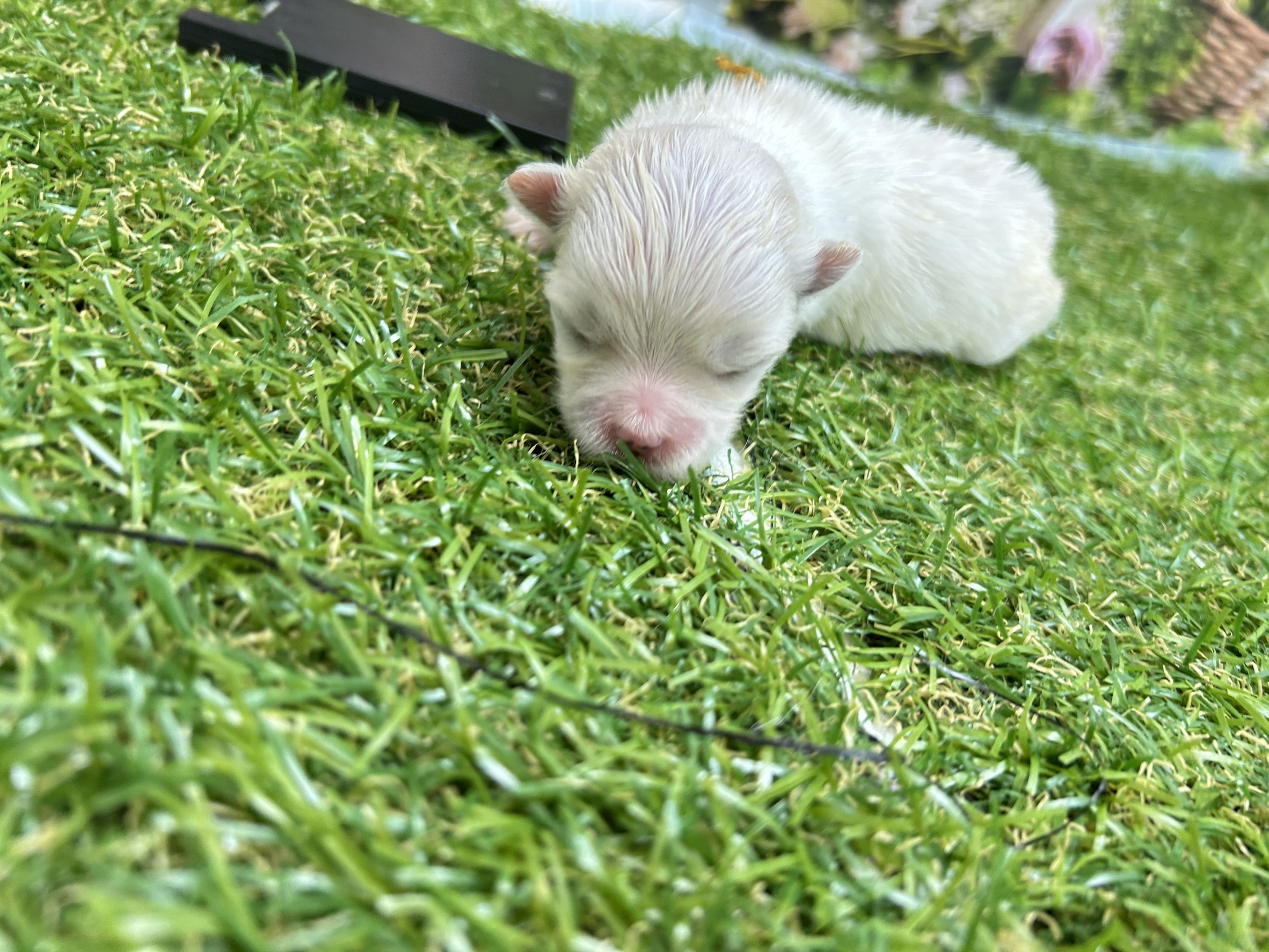 赤ちゃん写真1-2