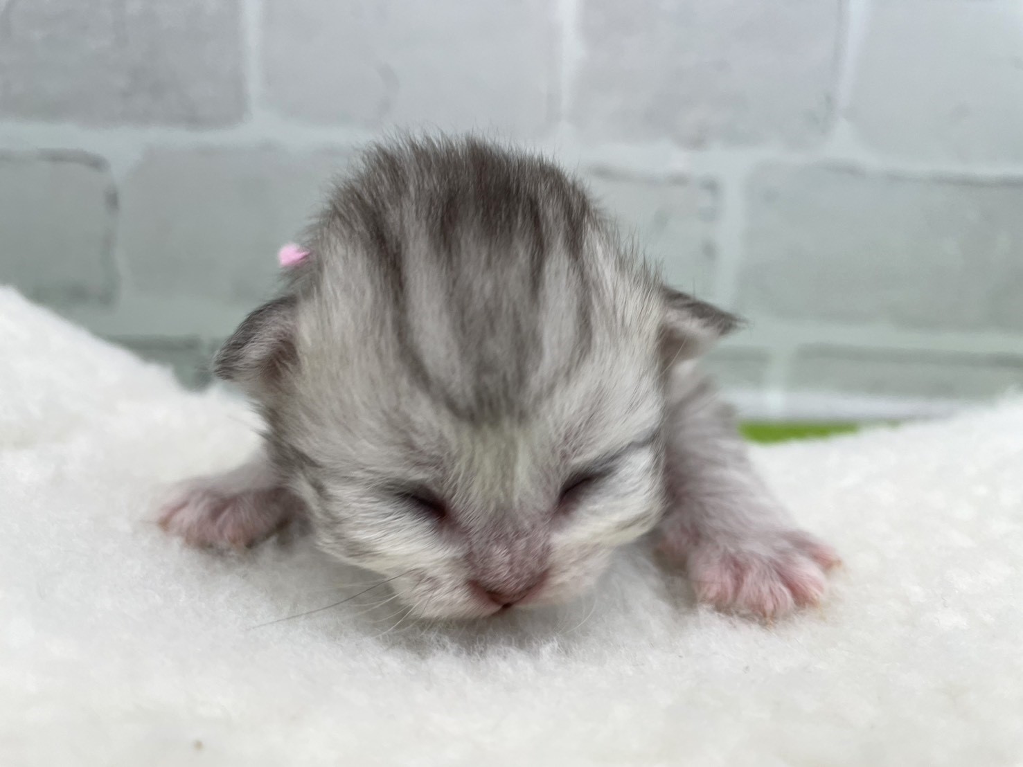 ミヌエット（長足）