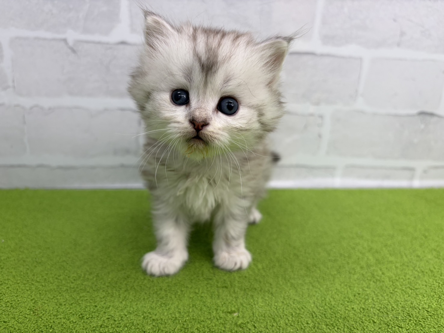 ミヌエット（長足）