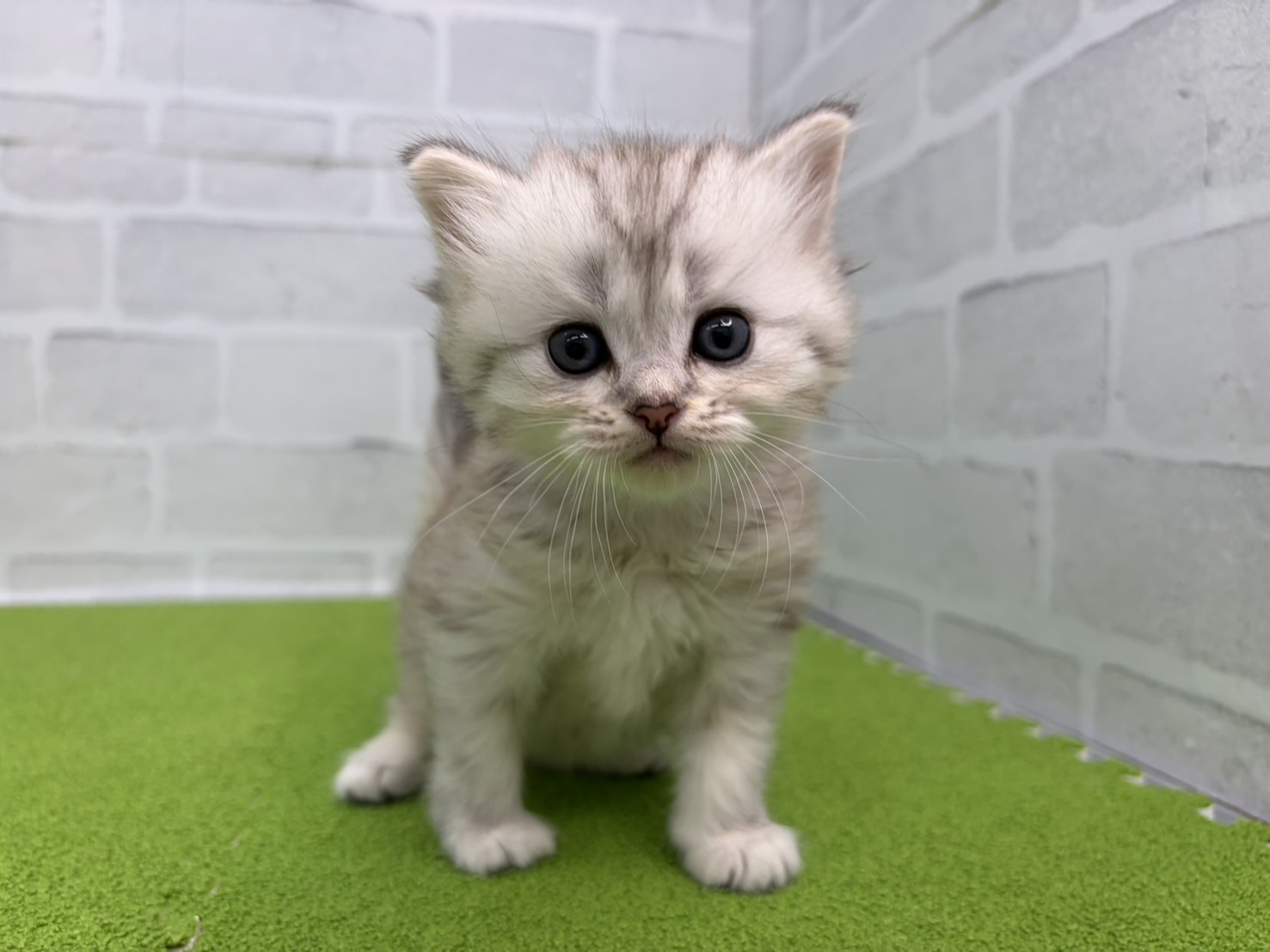 ミヌエット（長足）