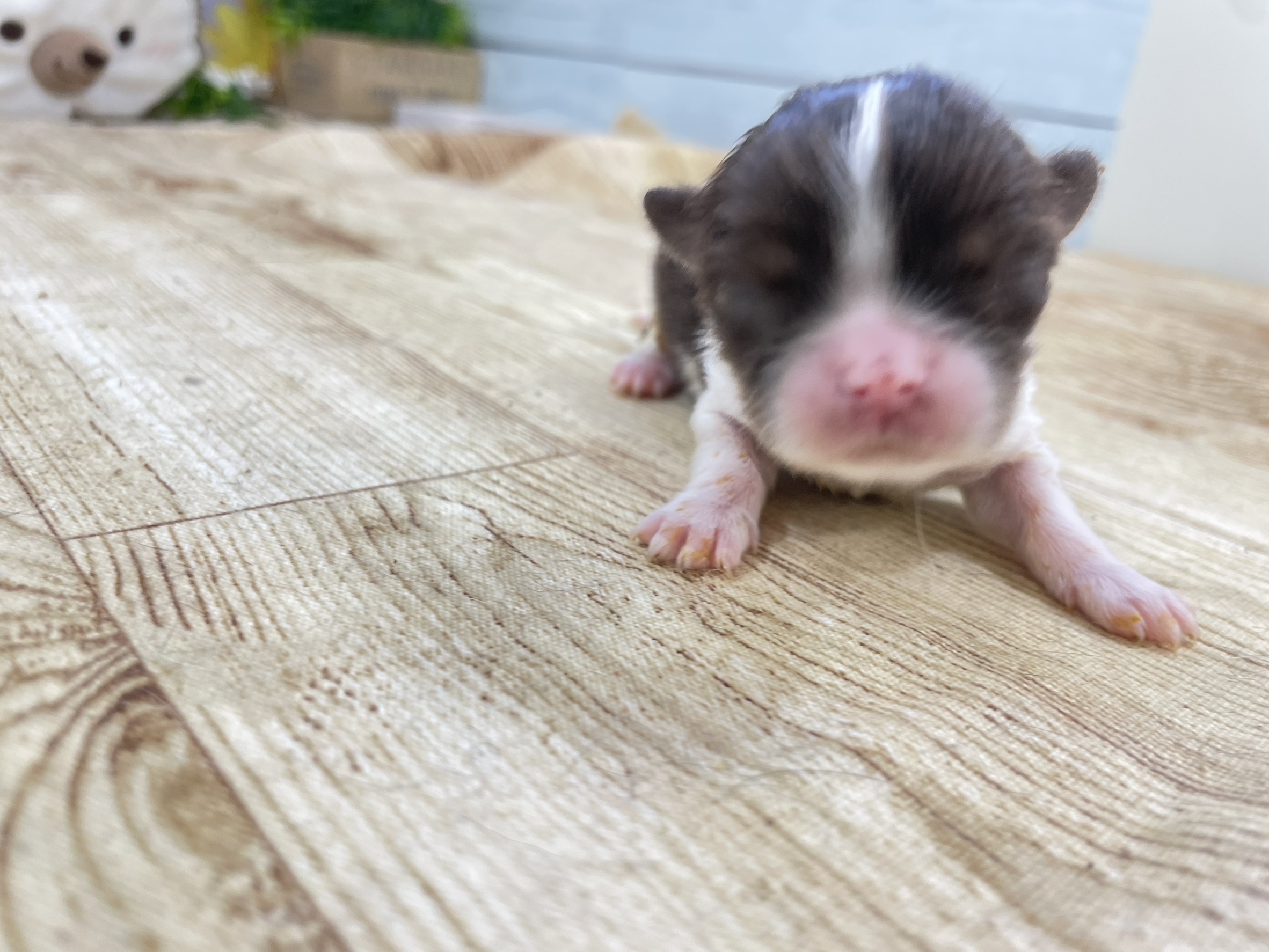 チワワ（ロングコート）