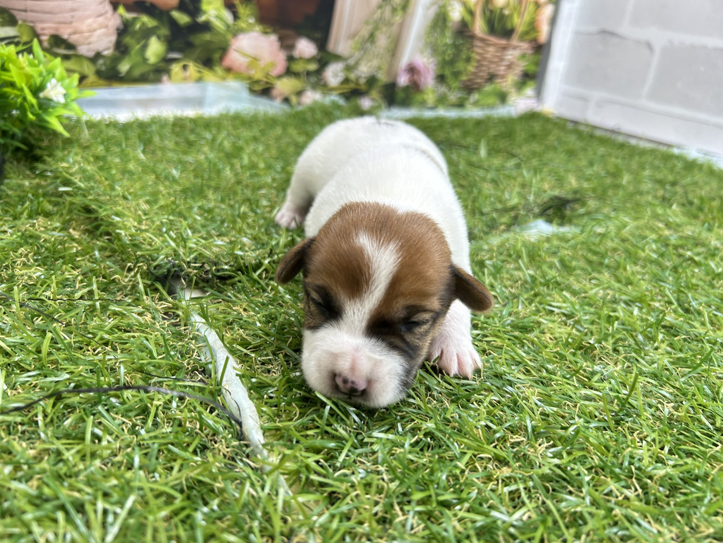 ジャックラッセルテリア