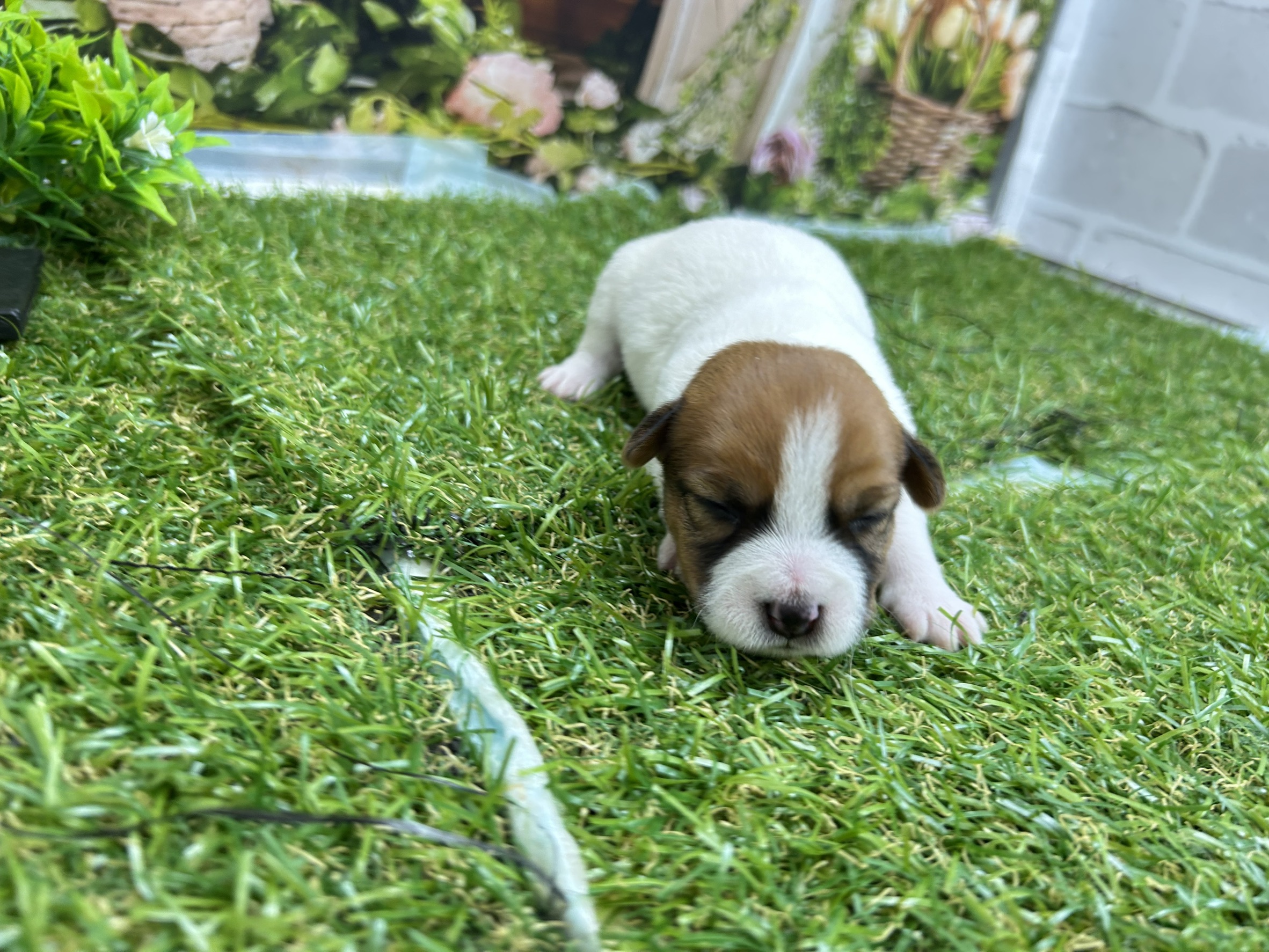 ジャックラッセルテリア