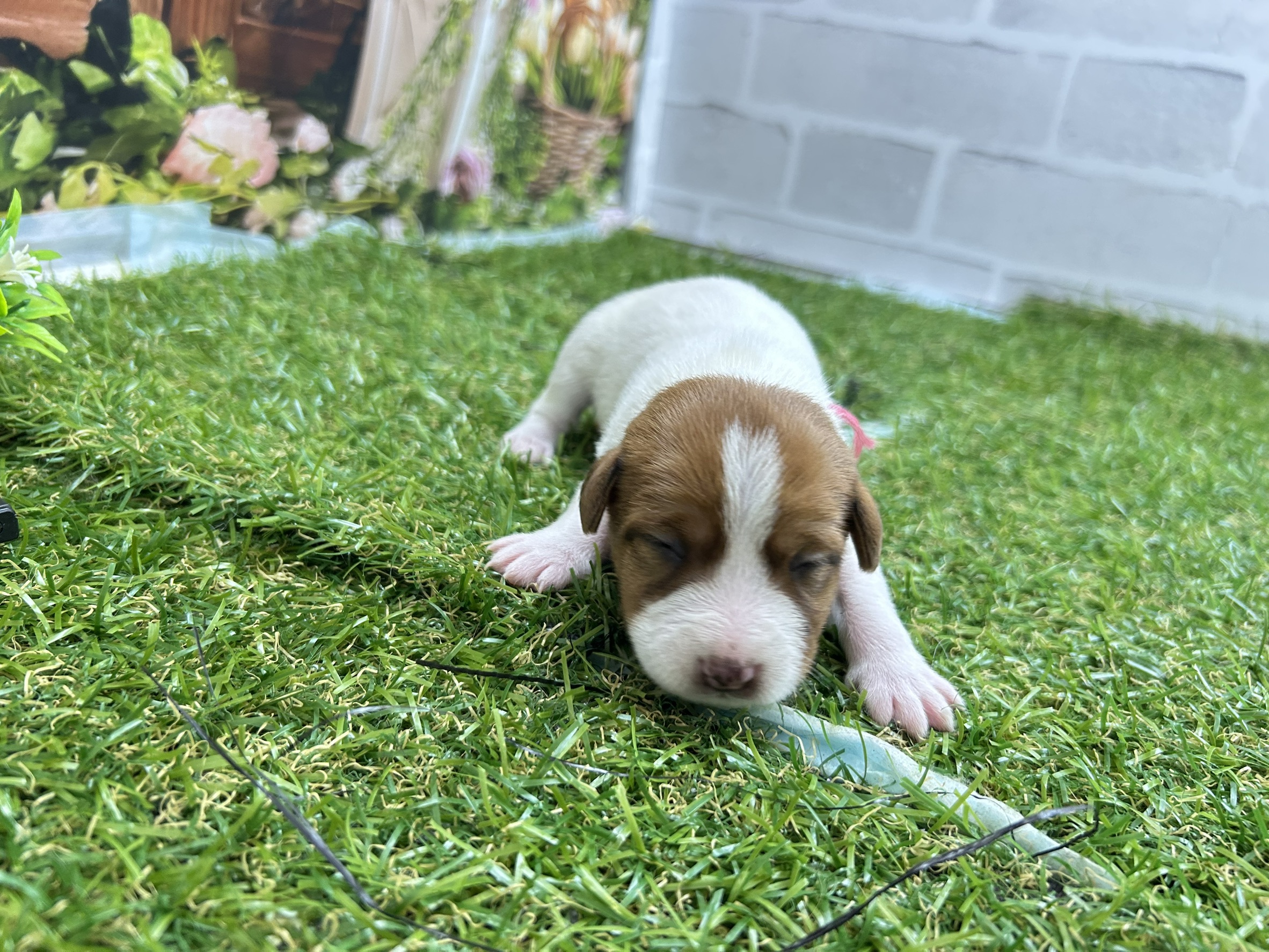 ジャックラッセルテリア