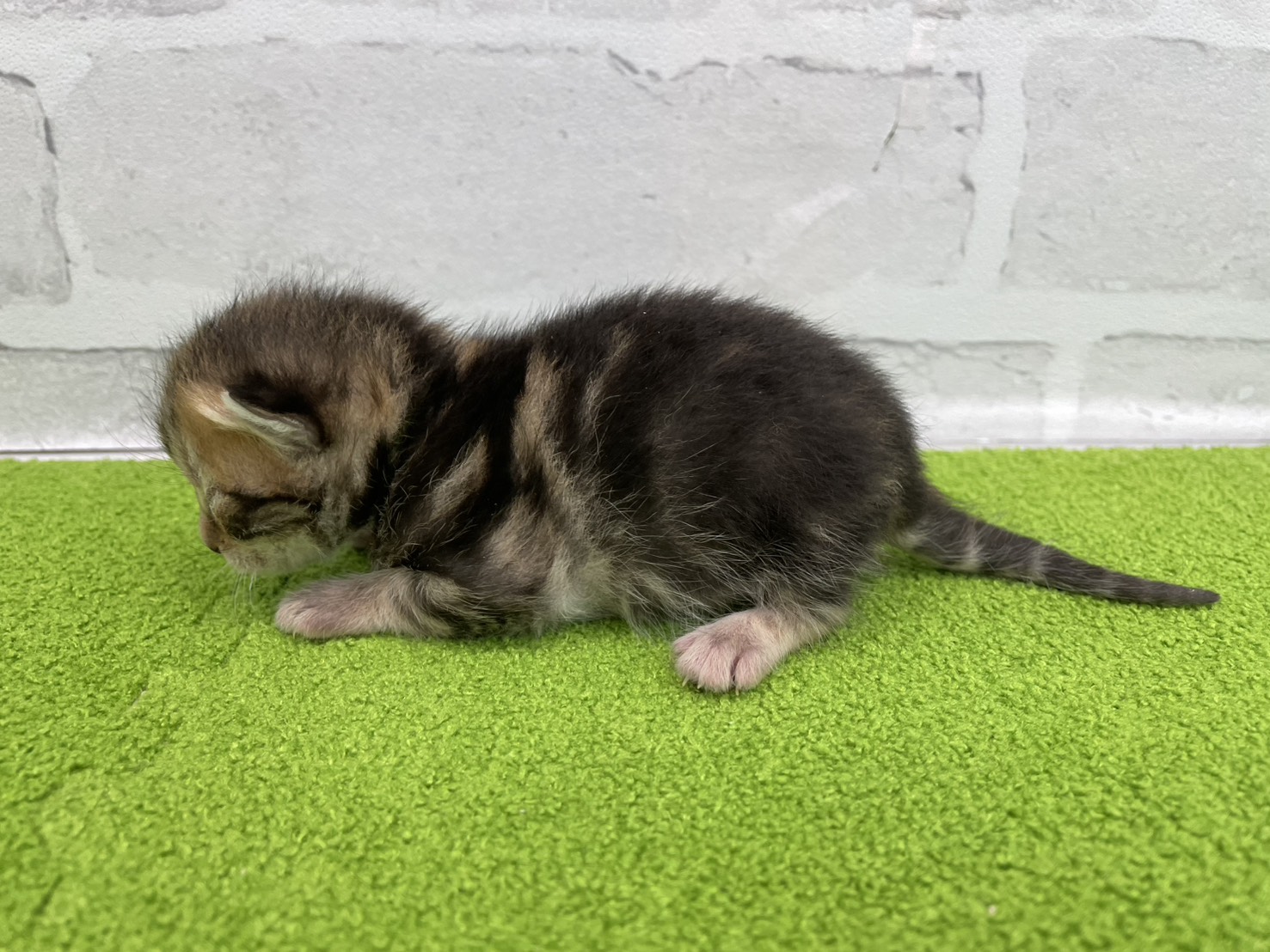 赤ちゃん写真1-2