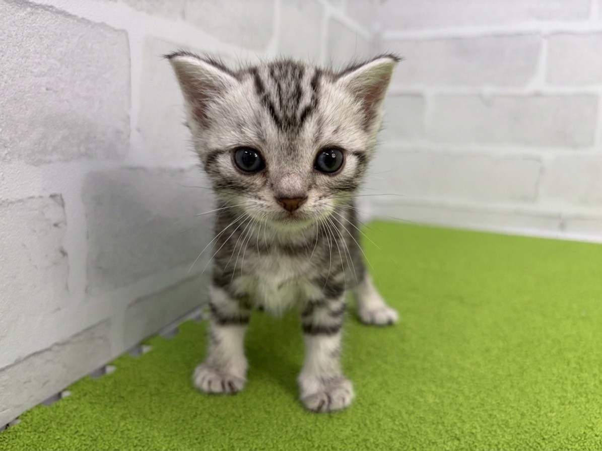アメリカンショートヘアー